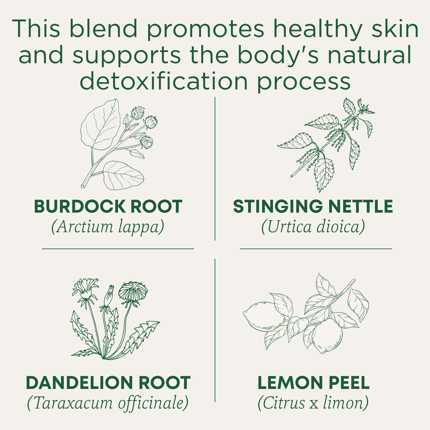 Traditional Medicinals Tea, Organic Roasted Dandelion Root, Supports Kidney Function & Healthy Digestion, 96 Tea Bags (6 Pack) - Nirvana Guru
