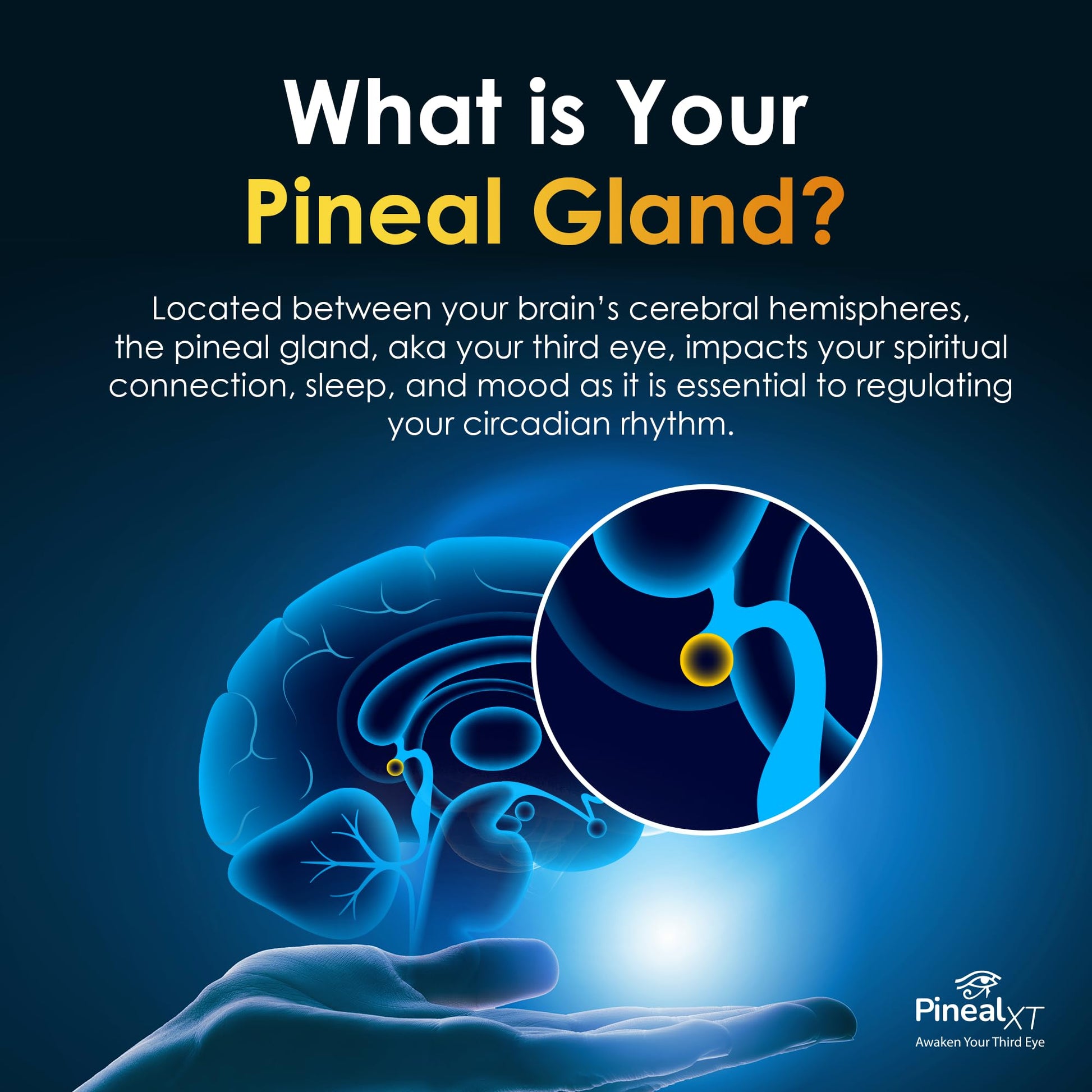 Pineal XT Gold - Pineal Gland Supplement - Third Eye Awakening - Focus and Memory Supplement for Brain - 7 Powerful Ingredients Decalcify, Detox, and Activate Your Pineal Gland Nirvana Guru