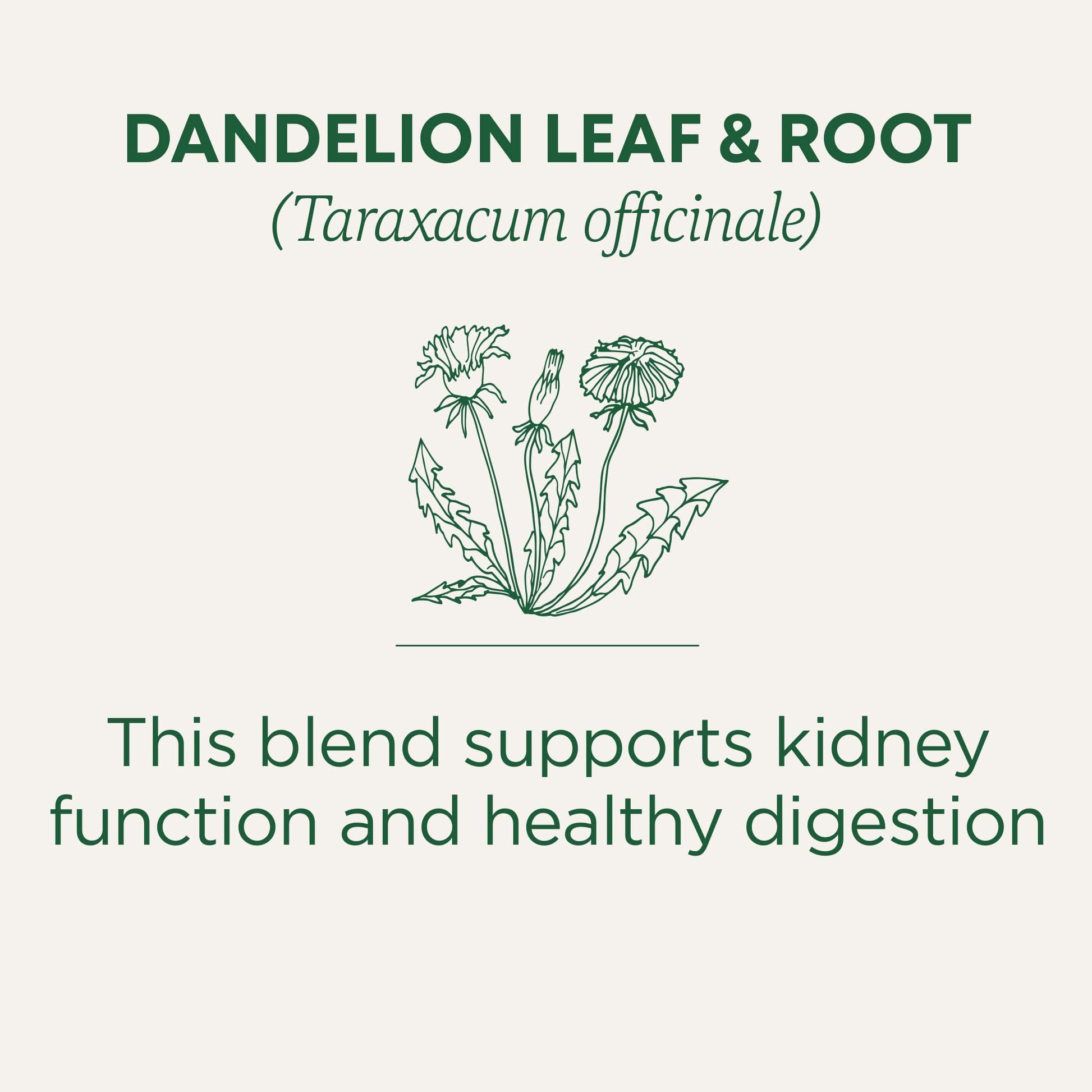 Traditional Medicinals Tea, Organic Dandelion Leaf & Root, Supports Kidney Function & Healthy Digestion, 16 Tea Bags - Nirvana Guru