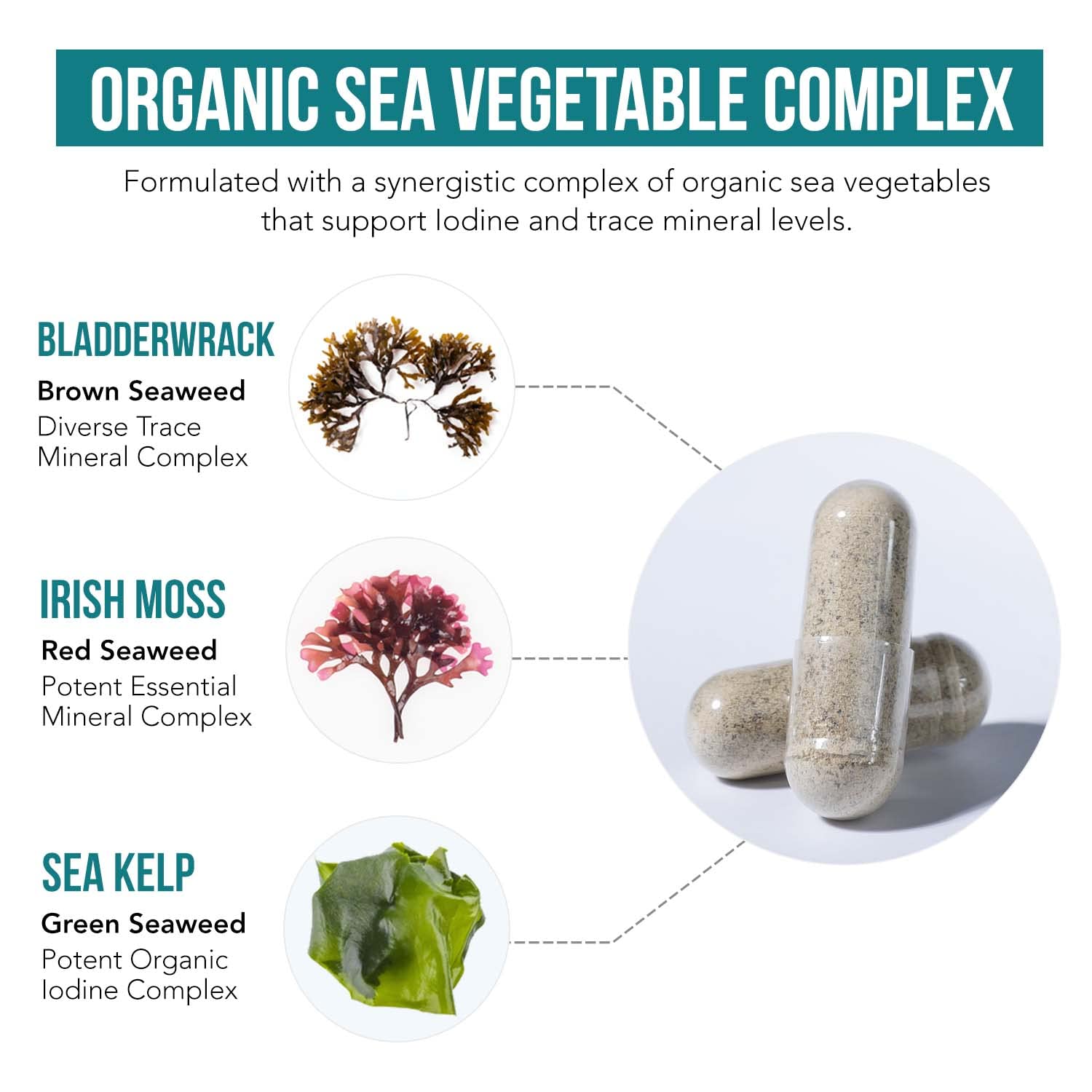 Organic Iodine Supplement from Sea Vegetable Complex, Whole Food & Raw Form - Iodine Plus Trace Mineral Complex – Contains Purest Icelandic Sea Kelp, Irish Moss & Bladderwrack (250 mcg) Nirvana Guru