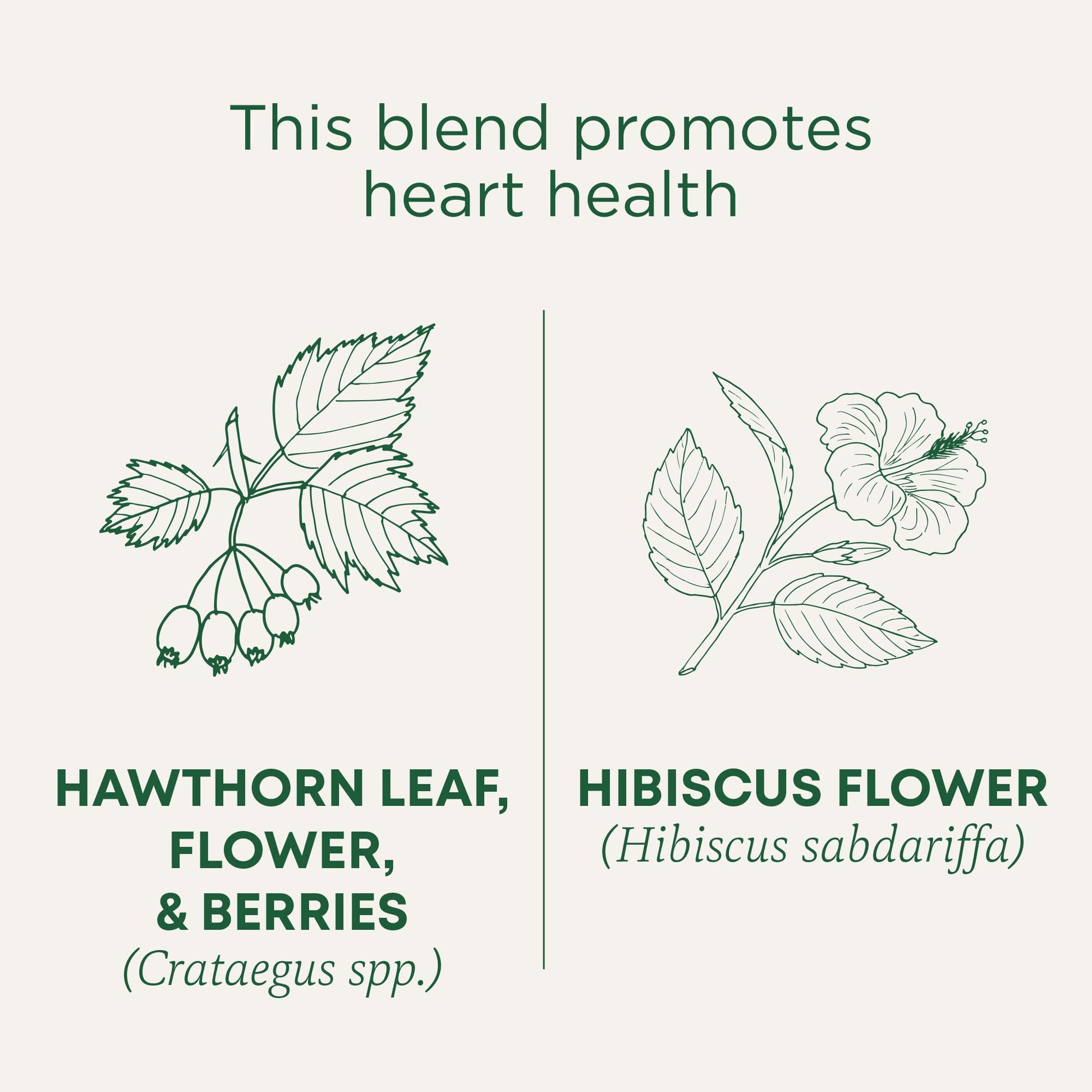 Traditional Medicinals - Organic Hibiscus Herbal Tea (6 Pack) - Supports Heart Health - 96 Tea Bags Total - Nirvana Guru
