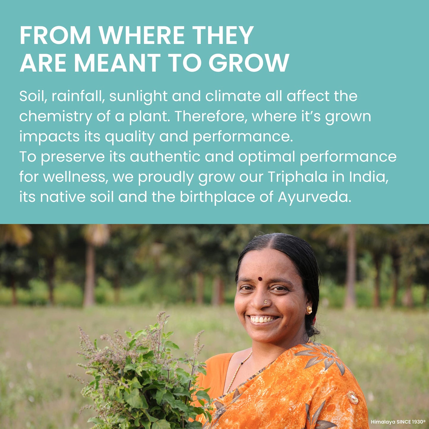 Himalaya Organic Triphala, 2 Month Supply, for Colon Cleanse, Detox & Occasional Constipation, USDA Certified Organic, Non-GMO, Gluten-Free, Extract & Powder Herbal Supplement, 688 mg, 60 Caplets - Nirvana Guru