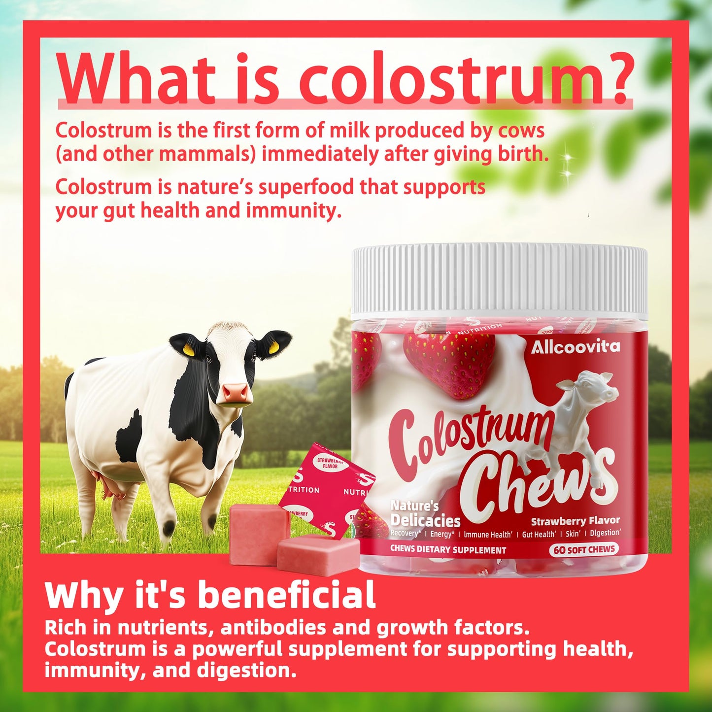 Bovine Colostrum Chews Supplement with probiotics for Gut Health, Bloating, Immune Support, Skin, Hair Growth and Beauty - Strawberry Flavor (60 Servings) Nirvana Guru