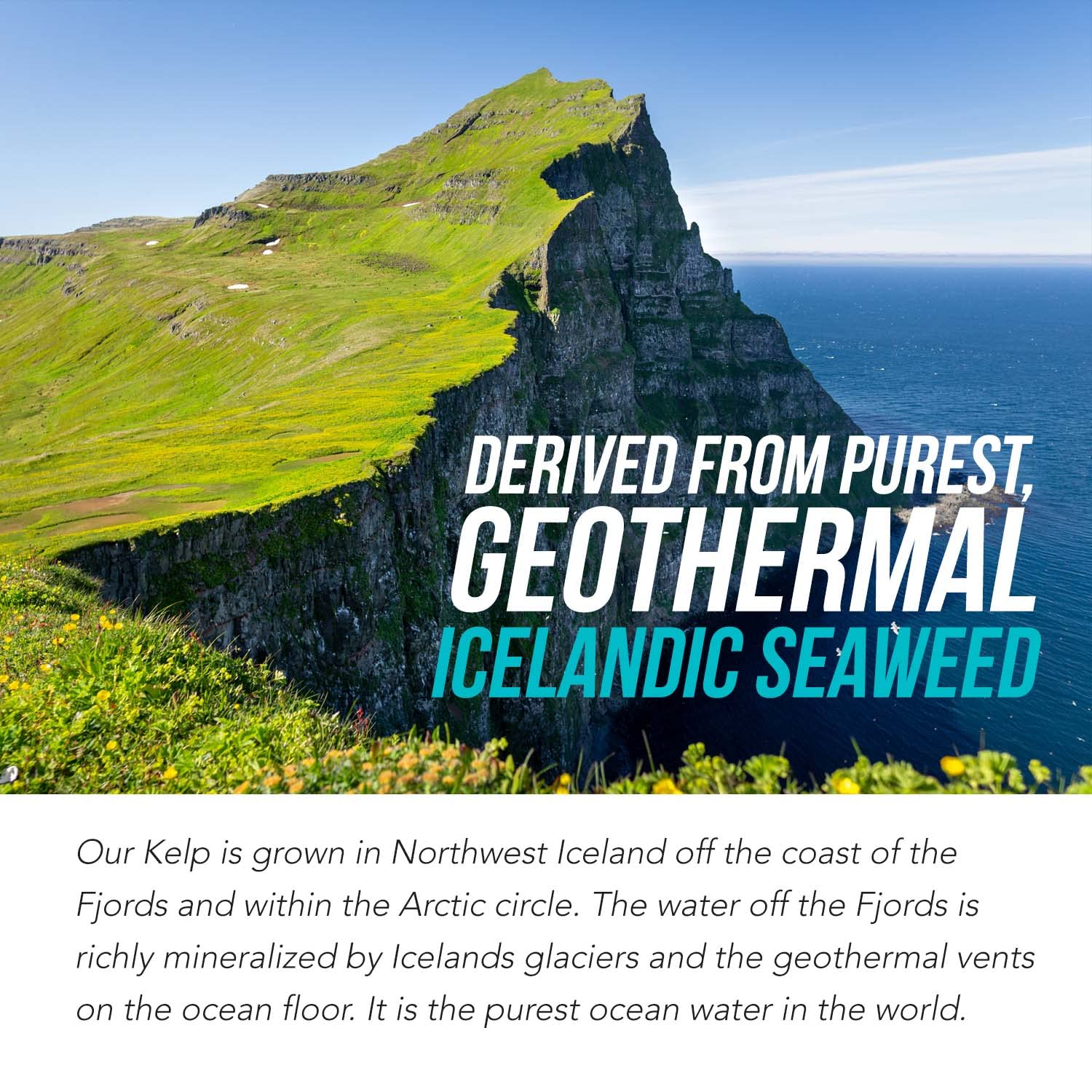 Organic Iodine Supplement from Sea Vegetable Complex, Whole Food & Raw Form - Iodine Plus Trace Mineral Complex – Contains Purest Icelandic Sea Kelp, Irish Moss & Bladderwrack (250 mcg) Nirvana Guru