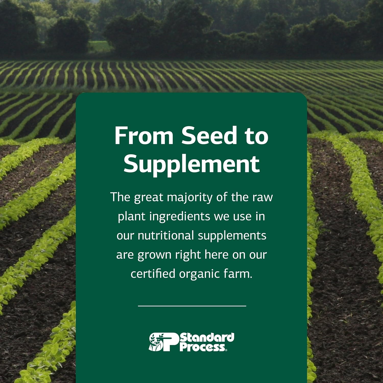 Standard Process Manganese B12 - Supports Bone & Connective Tissue Health - Hemoglobin Formation Support - Gluten-Free, Non-Dairy & Non-Soy - 90 Tablets (90 Servings) Nirvana Guru