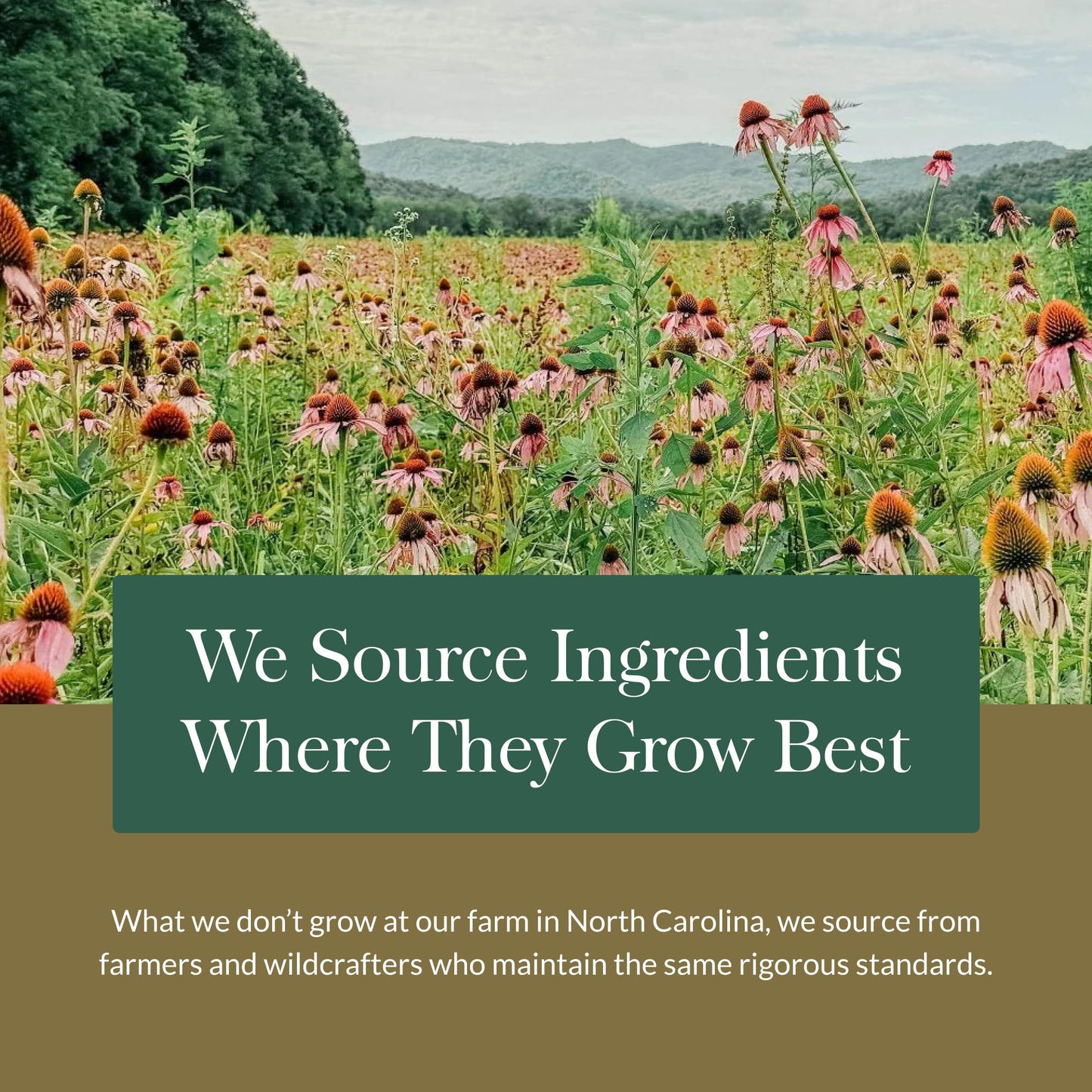 Gaia Herbs Vitex Berry - Supports Hormone Balance & Fertility in Women - 60 Vegan Liquid Phyto-Capsules (30-Day Supply) - Nirvana Guru