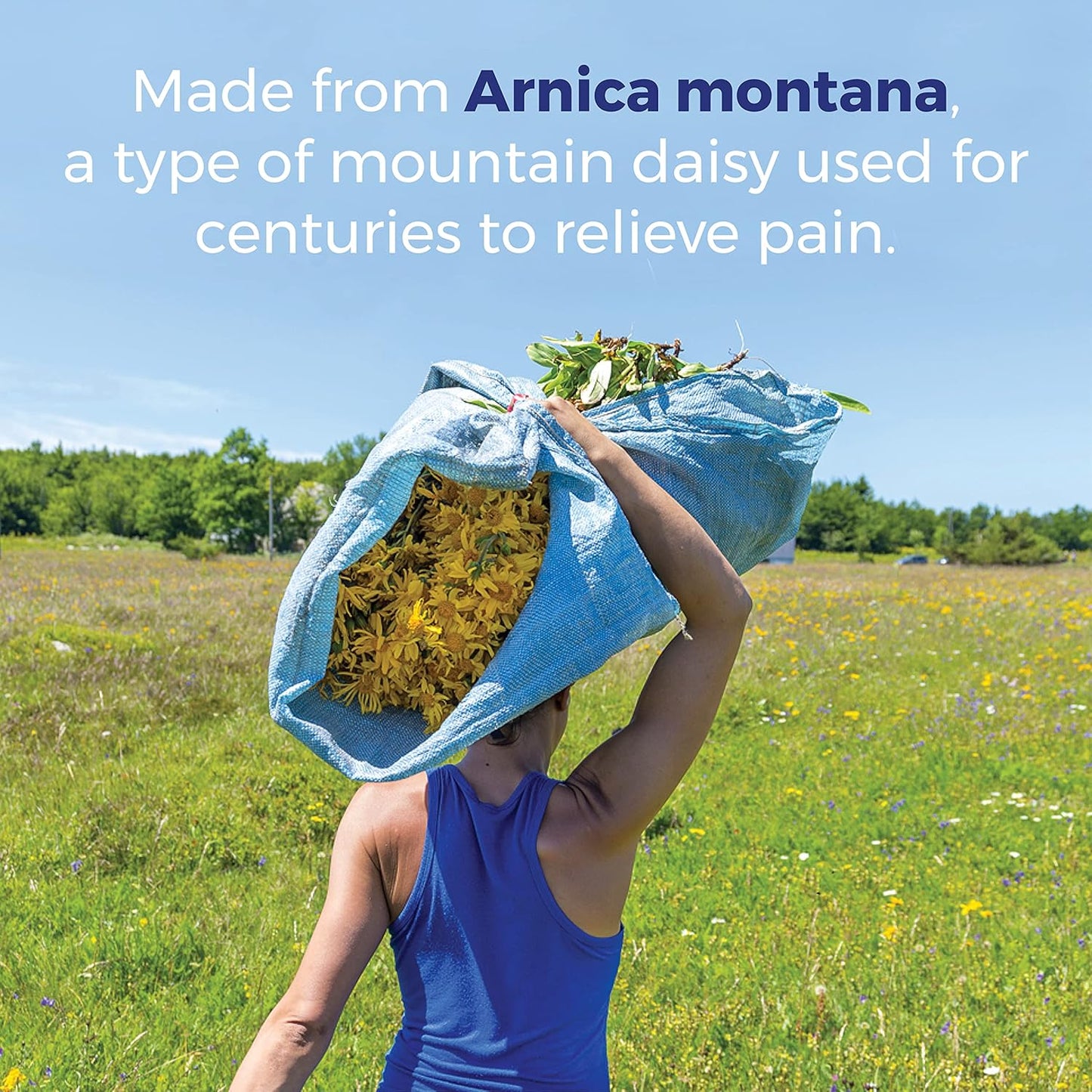 Boiron Arnica Montana 30X Homeopathic Medicine for Relief from Muscle Pain, Muscle Stiffness, Swelling from Injury, and Discoloration from Bruises - 3 Count (240 Pellets) - Nirvana Guru