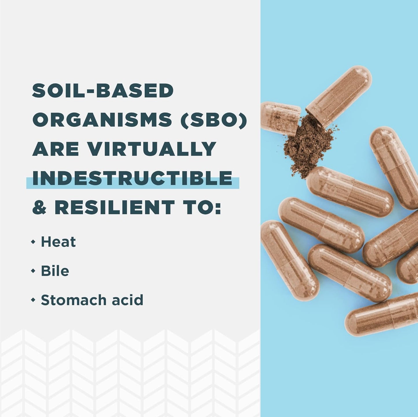 Ancient Nutrition Probiotics with SBO Probiotics - Nirvana Guru