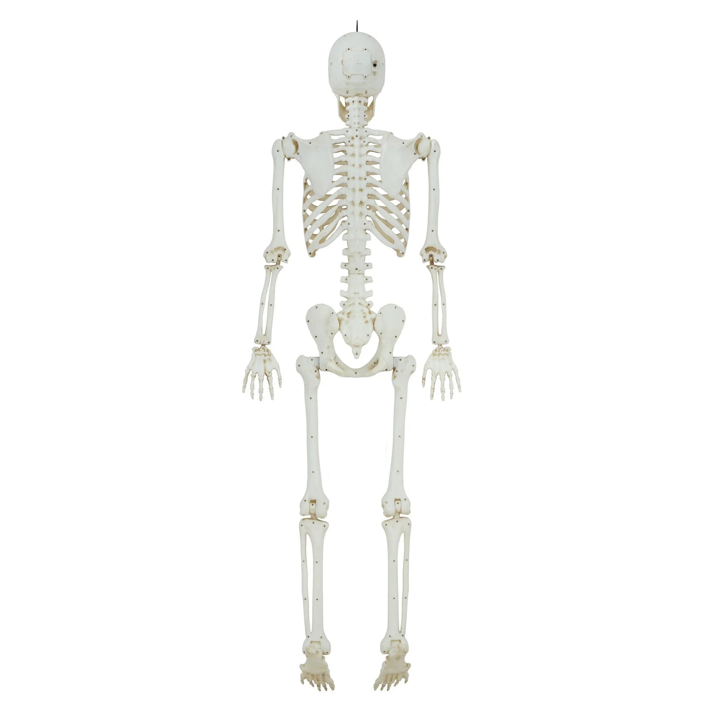 5ft Light Up Poseable Skeleton Decoration, Halloween Outdoor Decor, by Way To Celebrate nirvanaguru