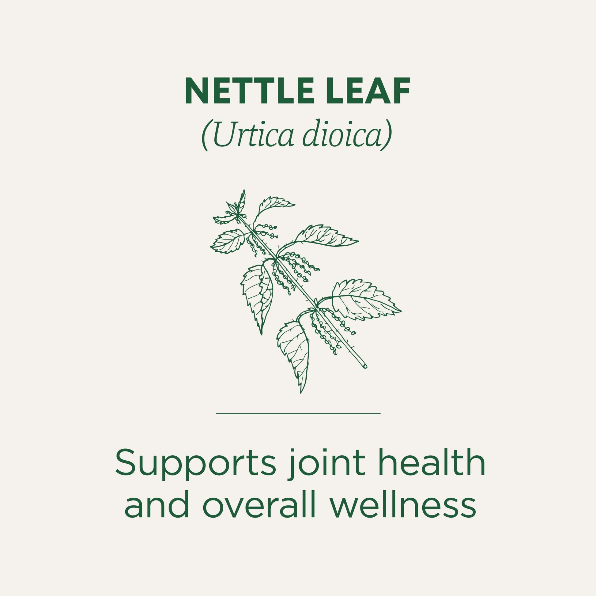 Traditional Medicinals Organic Nettle Leaf Herbal Tea, Supports Joint Health & Overall Wellness, (Pack of 1) - 16 Tea Bags - Nirvana Guru