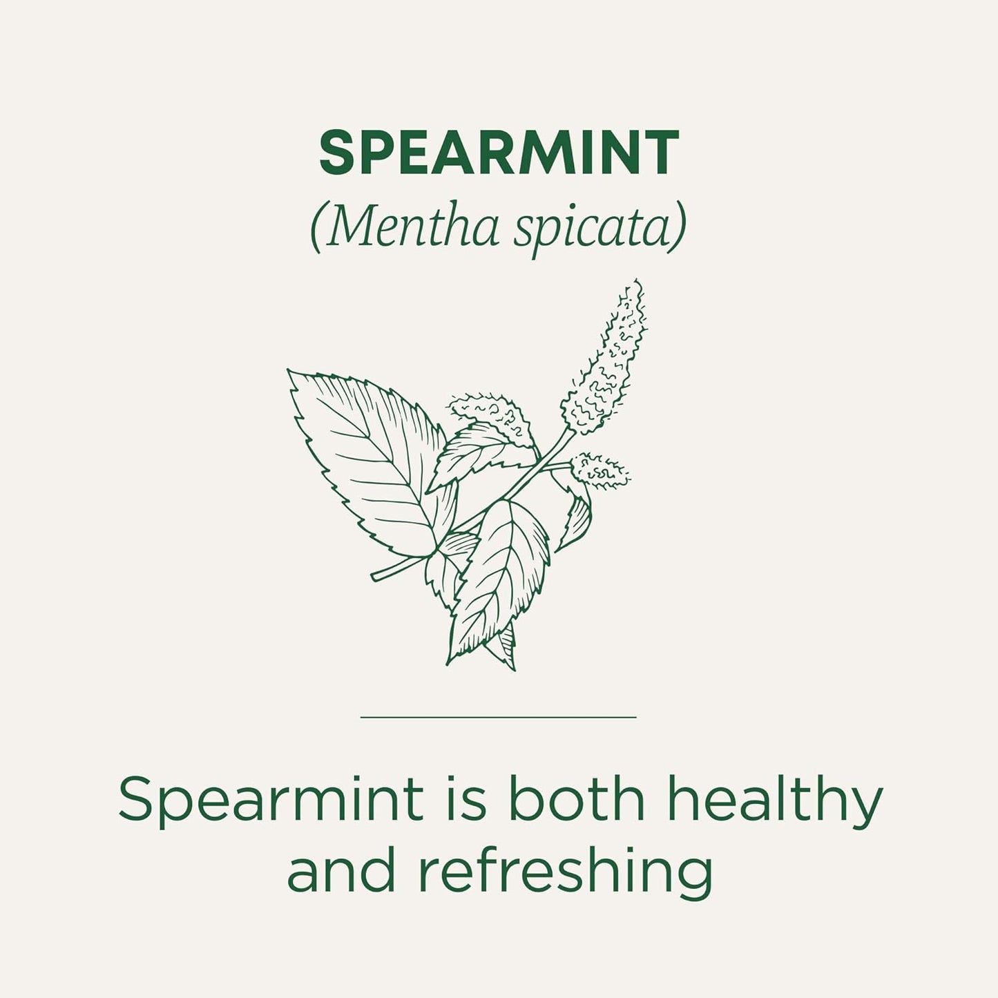Traditional Medicinals Tea, Organic Spearmint, Supports Everyday Wellness, Healthy & Refreshing - 48 Tea Bags - Nirvana Guru