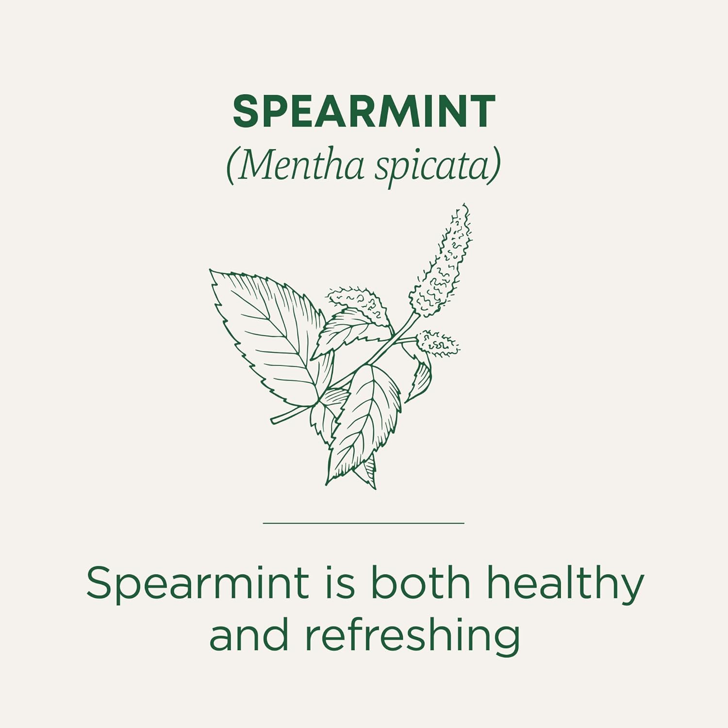 Traditional Medicinals Tea, Organic Spearmint, Supports Everyday Wellness, Healthy & Refreshing - 48 Tea Bags - Nirvana Guru