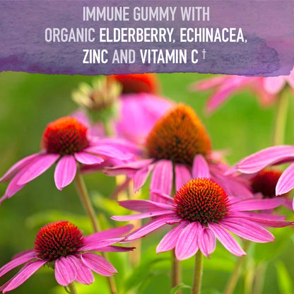 Garden of Life Organics Elderberry Gummies for Adults & Kids - Immune Support Supplement with Organic Fruit, Herbal Blend, Elderberry, Echinacea, Zinc, Vitamin C, 120 Vegan Gluten Free Gummies - Nirvana Guru