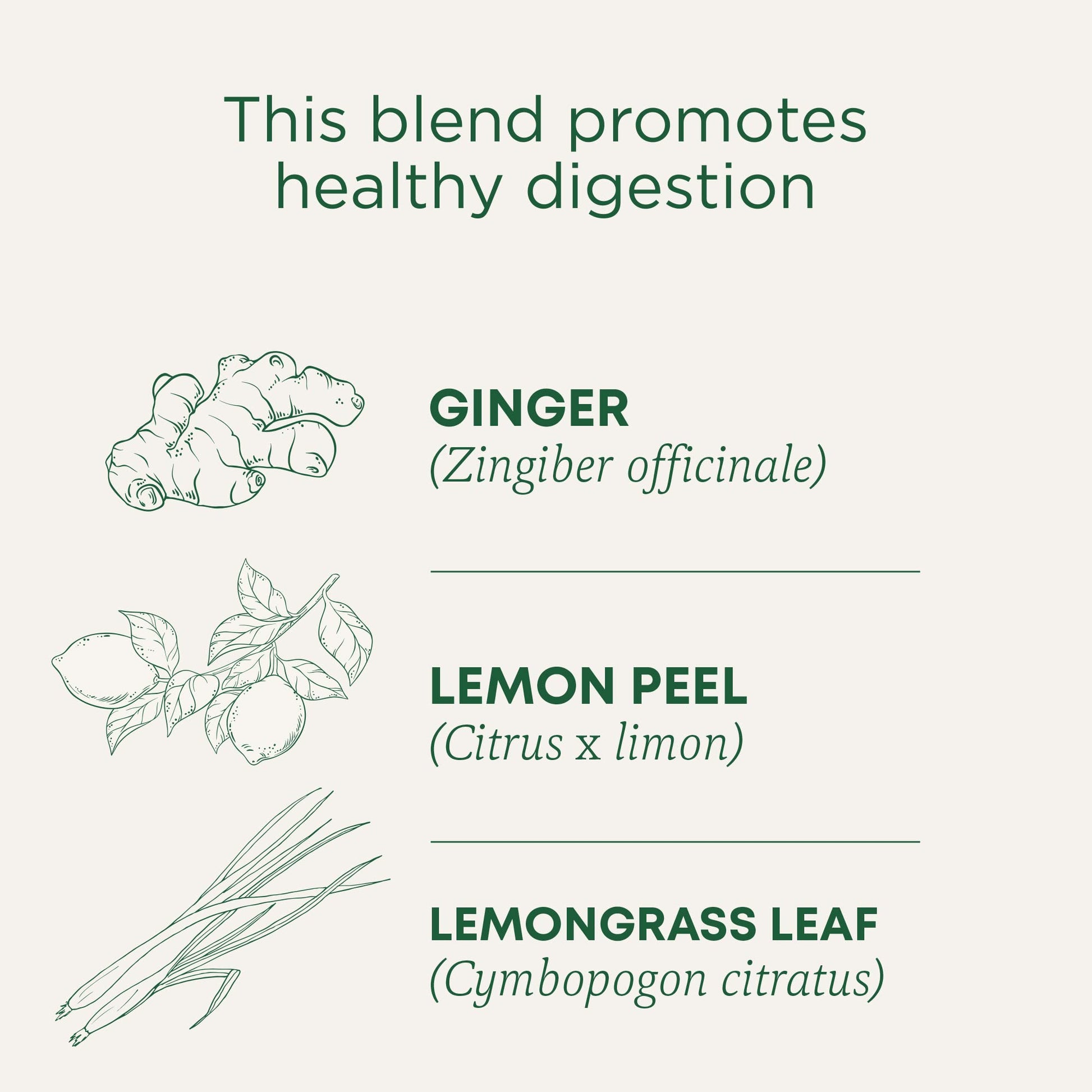 Traditional Medicinals Tea, Organic Ginger, Healthy Digestion, Pleasantly Spicy & Warming, 16 Tea Bags - Nirvana Guru