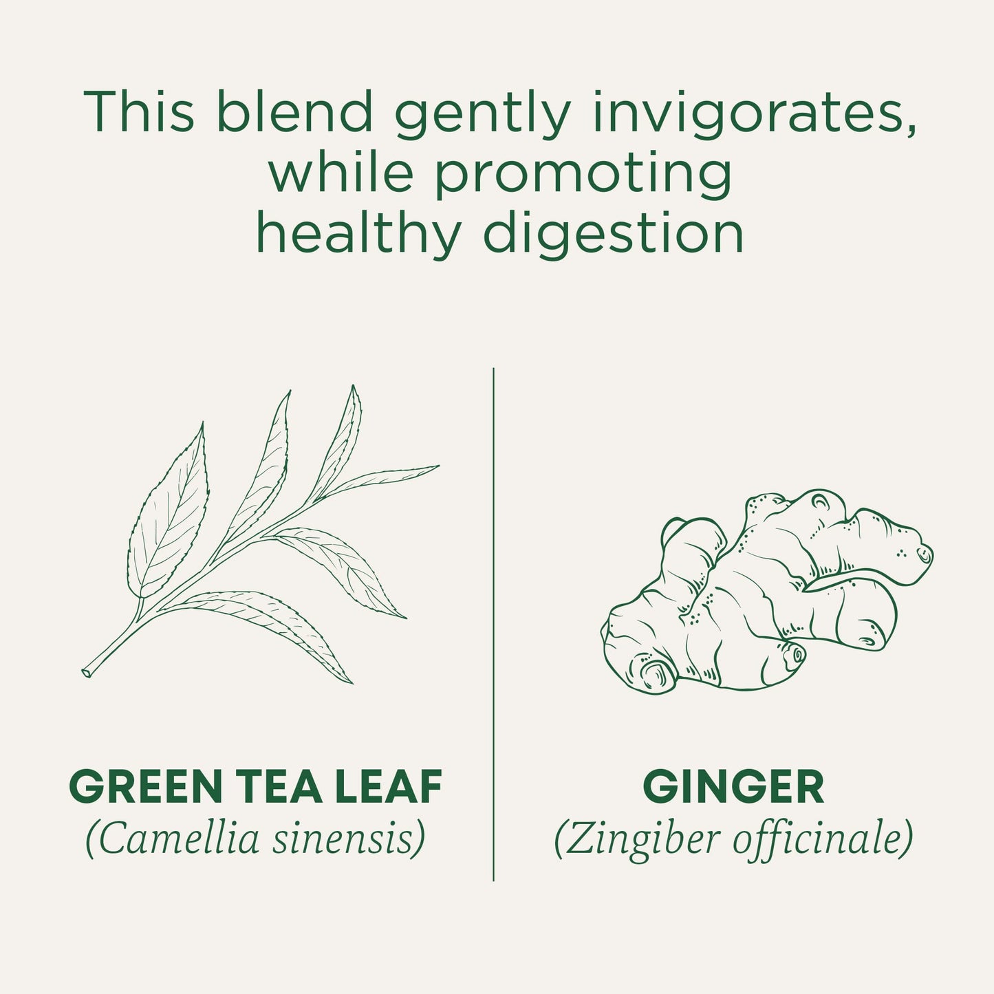 Traditional Medicinals Tea, Organic Green Tea Matcha, Genmaicha, Supports Health, 96 Tea Bags (6 Pack) - Nirvana Guru