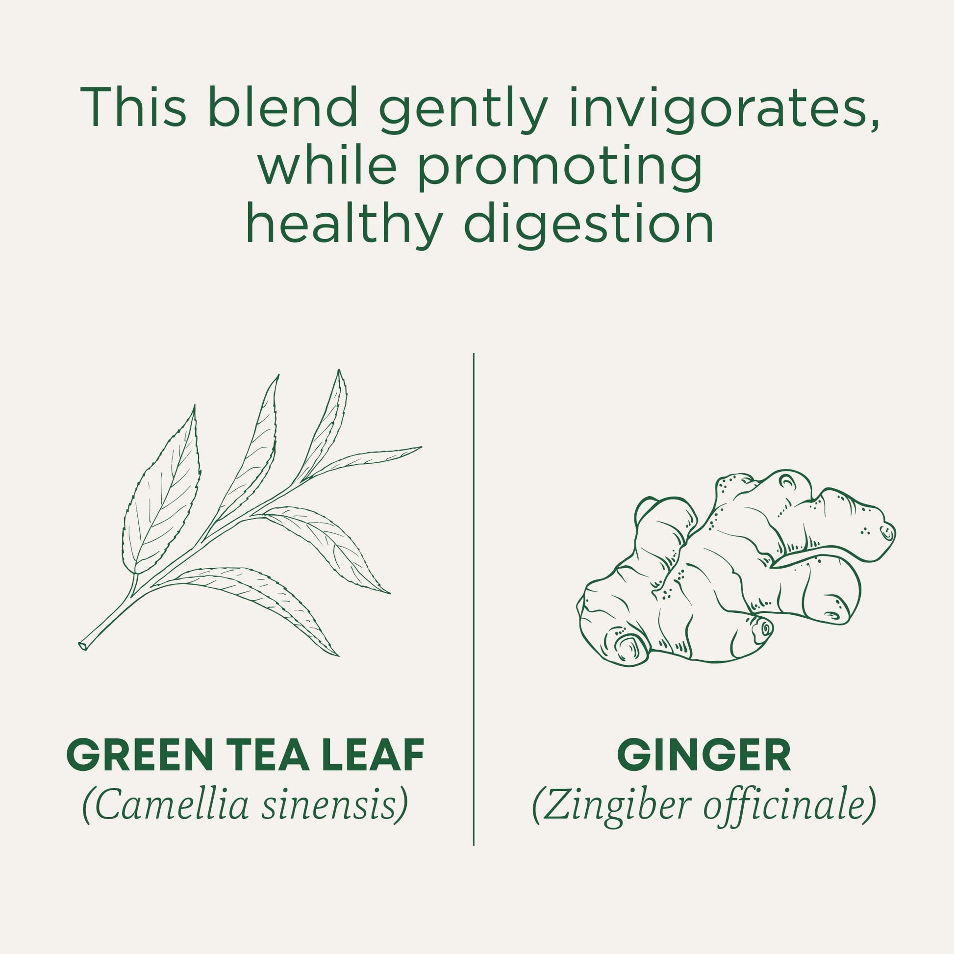 Traditional Medicinals Tea, Organic Green Tea Matcha, Genmaicha, Supports Health, 96 Tea Bags (6 Pack) - Nirvana Guru