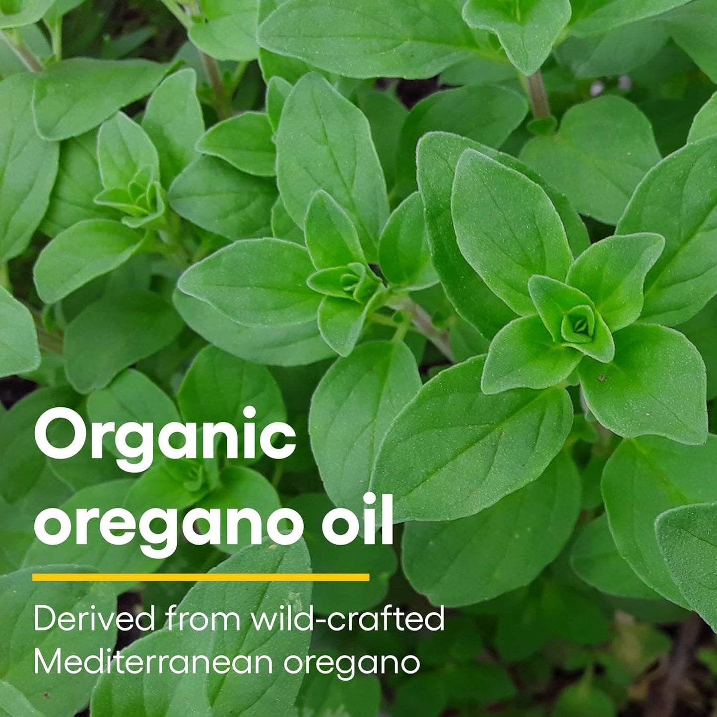 Natural Factors Certified Organic Oil of Oregano, Herbal Supplement for Immune Support, Vegan, Non-GMO, 2 Fl Oz - Nirvana Guru