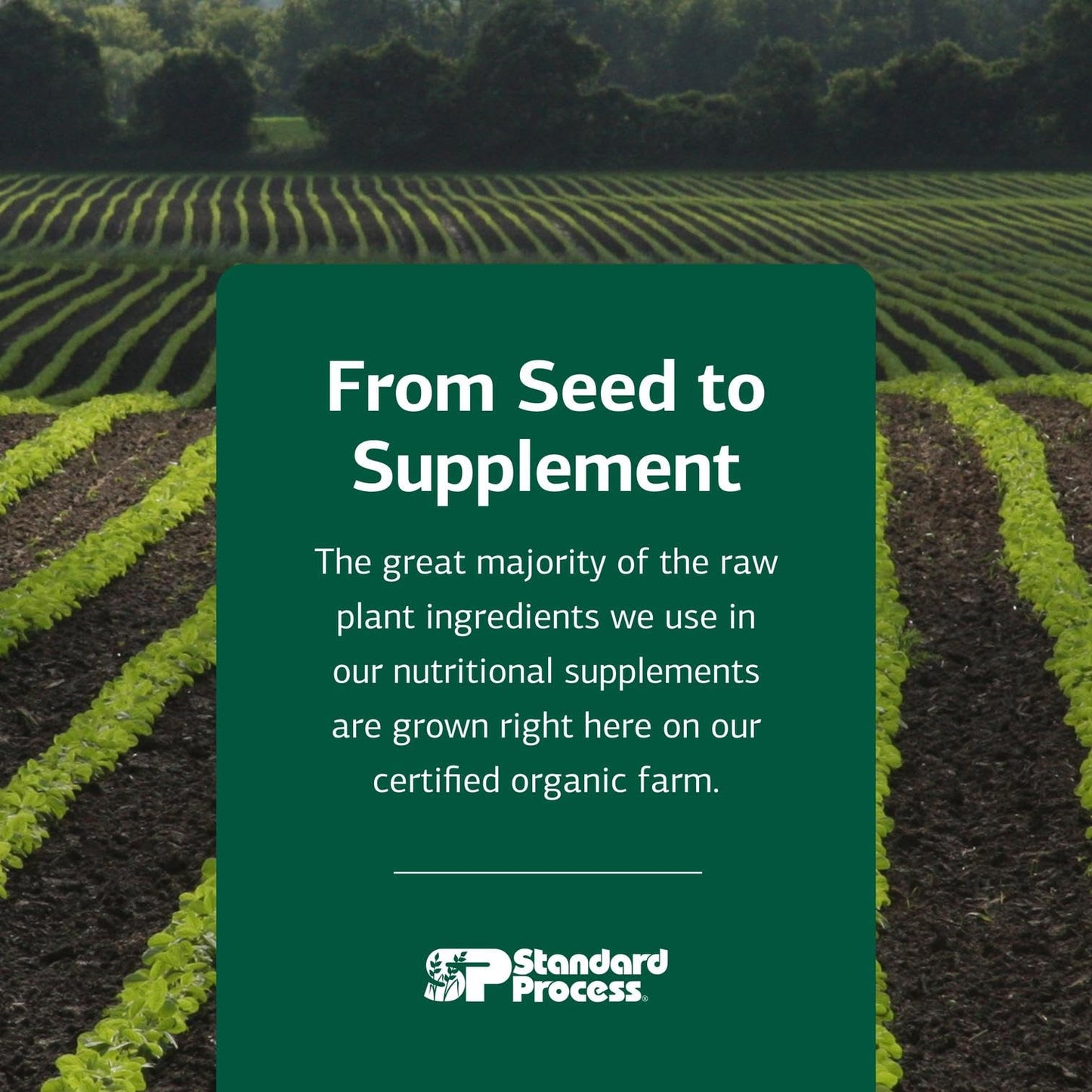 Standard Process Catalyn - Whole-Food Based Foundational Support for General Wellbeing with Vitamins D, C, A & B6, Thiamine, Riboflavin, Magnesium Citrate & More - 90 Tablets Nirvana Guru