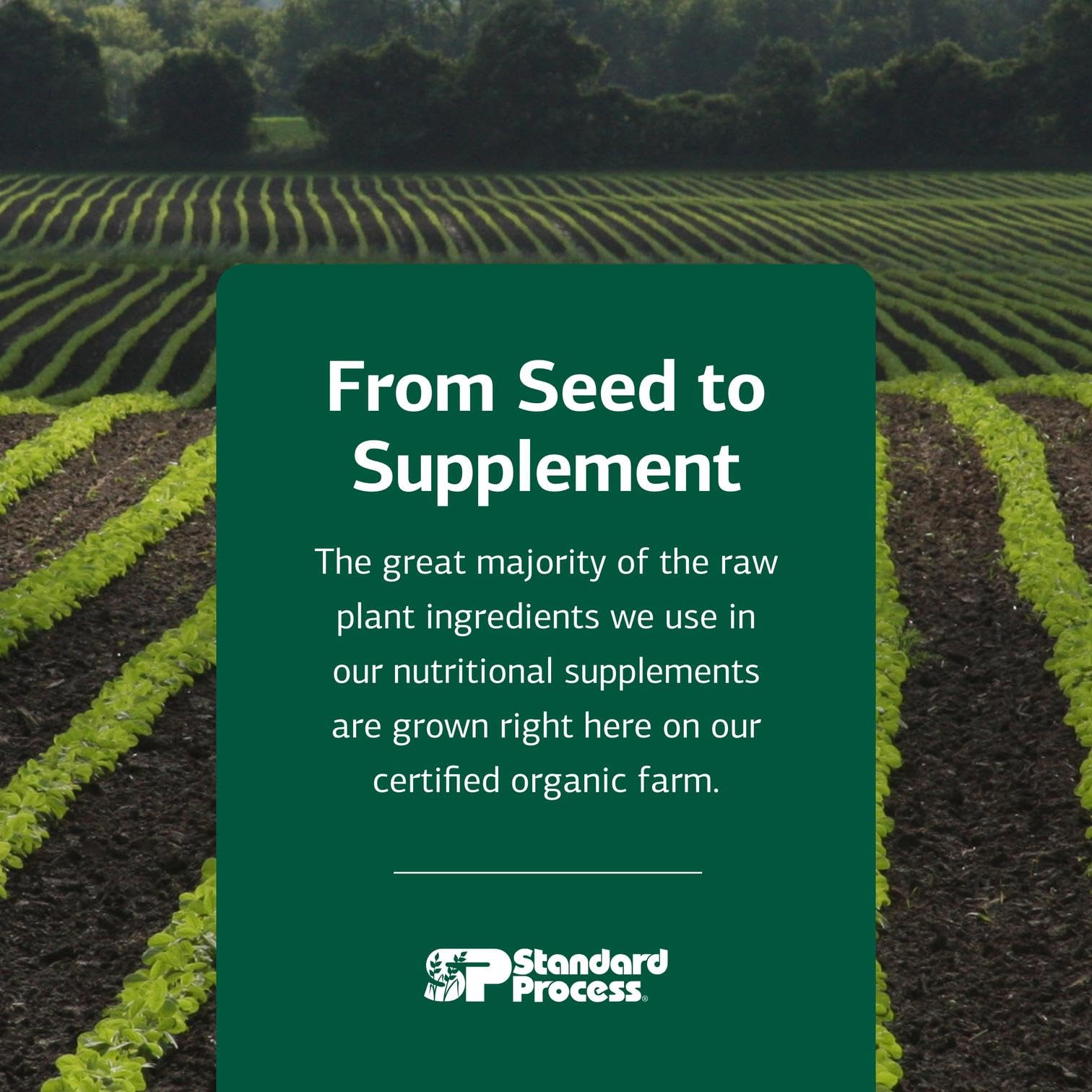 Standard Process Catalyn - Whole-Food Based Foundational Support for General Wellbeing with Vitamins D, C, A & B6, Thiamine, Riboflavin, Magnesium Citrate & More - 90 Tablets Nirvana Guru