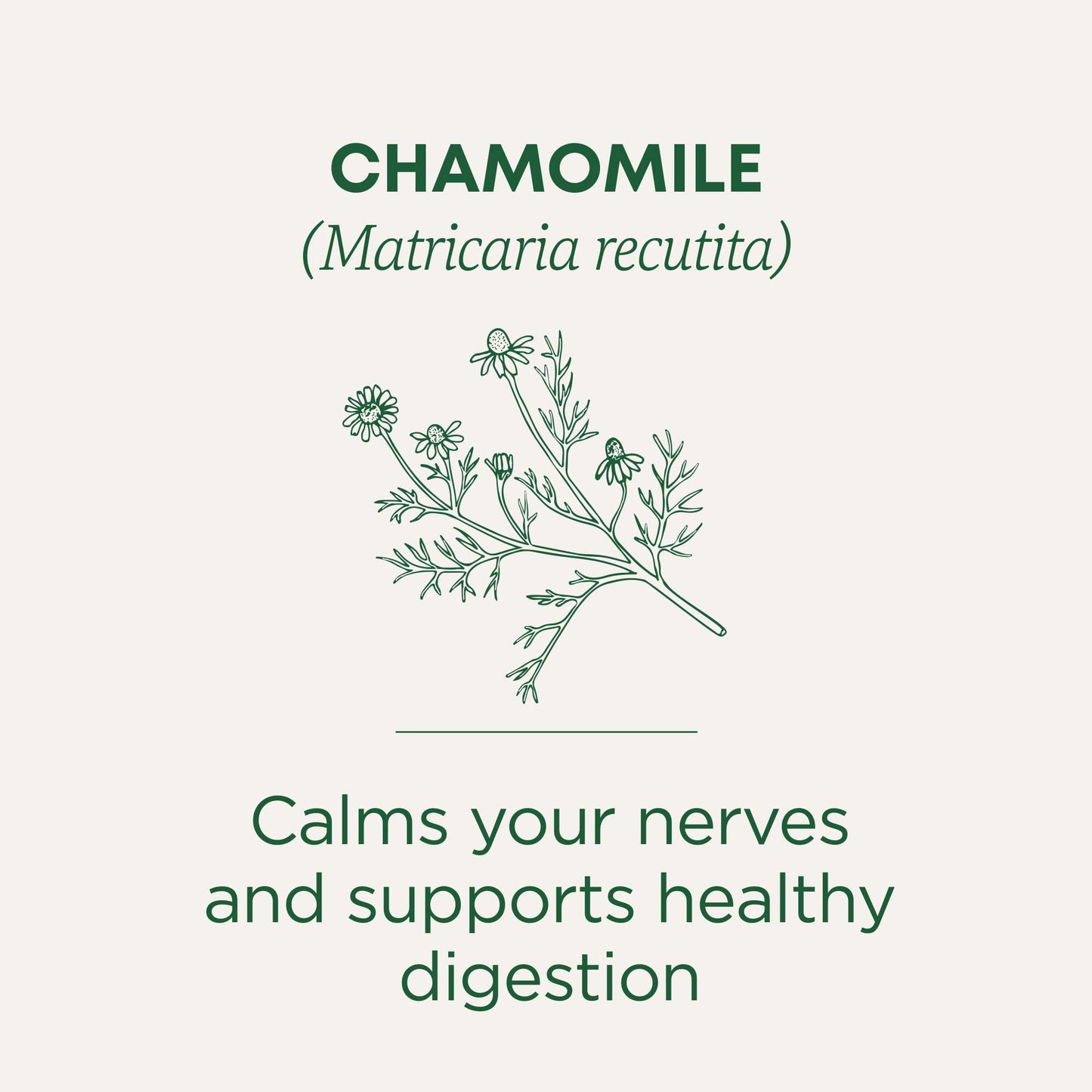 Traditional Medicinals Tea, Organic Chamomile, Calming, Calms Your Nerves, Supports Healthy Digestion, 96 Tea Bags (6 Pack) - Nirvana Guru