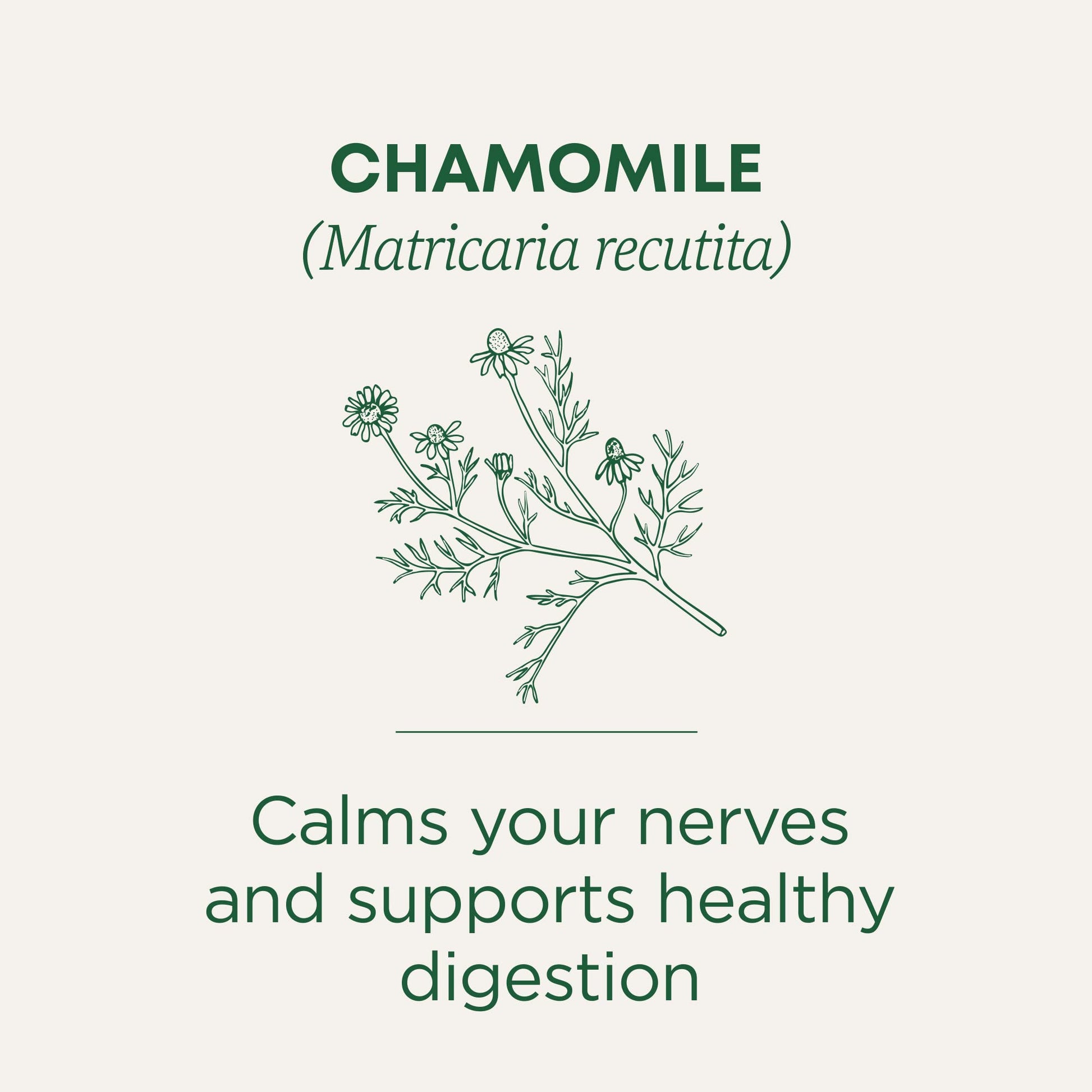 Traditional Medicinals Tea, Organic Chamomile, Calming, Calms Your Nerves, Supports Healthy Digestion, 96 Tea Bags (6 Pack) - Nirvana Guru