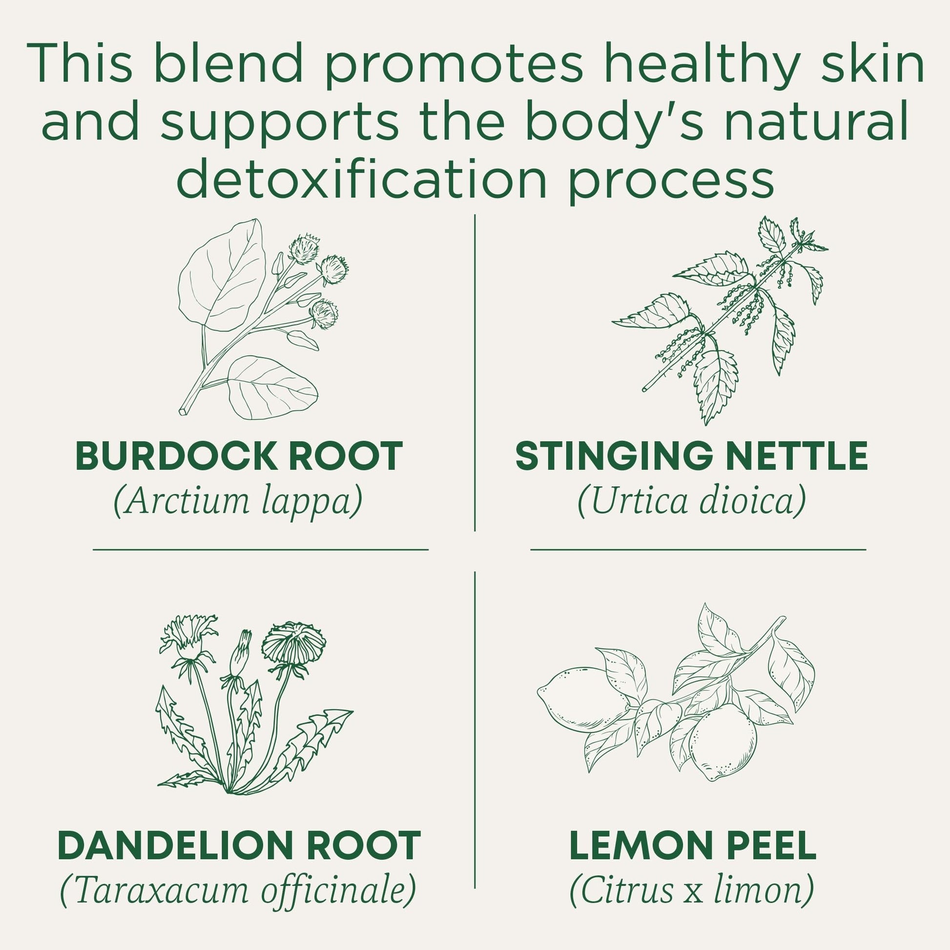 Traditional Medicinals Tea, Organic Roasted Dandelion Root, Supports Kidney Function & Healthy Digestion, 96 Tea Bags (6 Pack) - Nirvana Guru