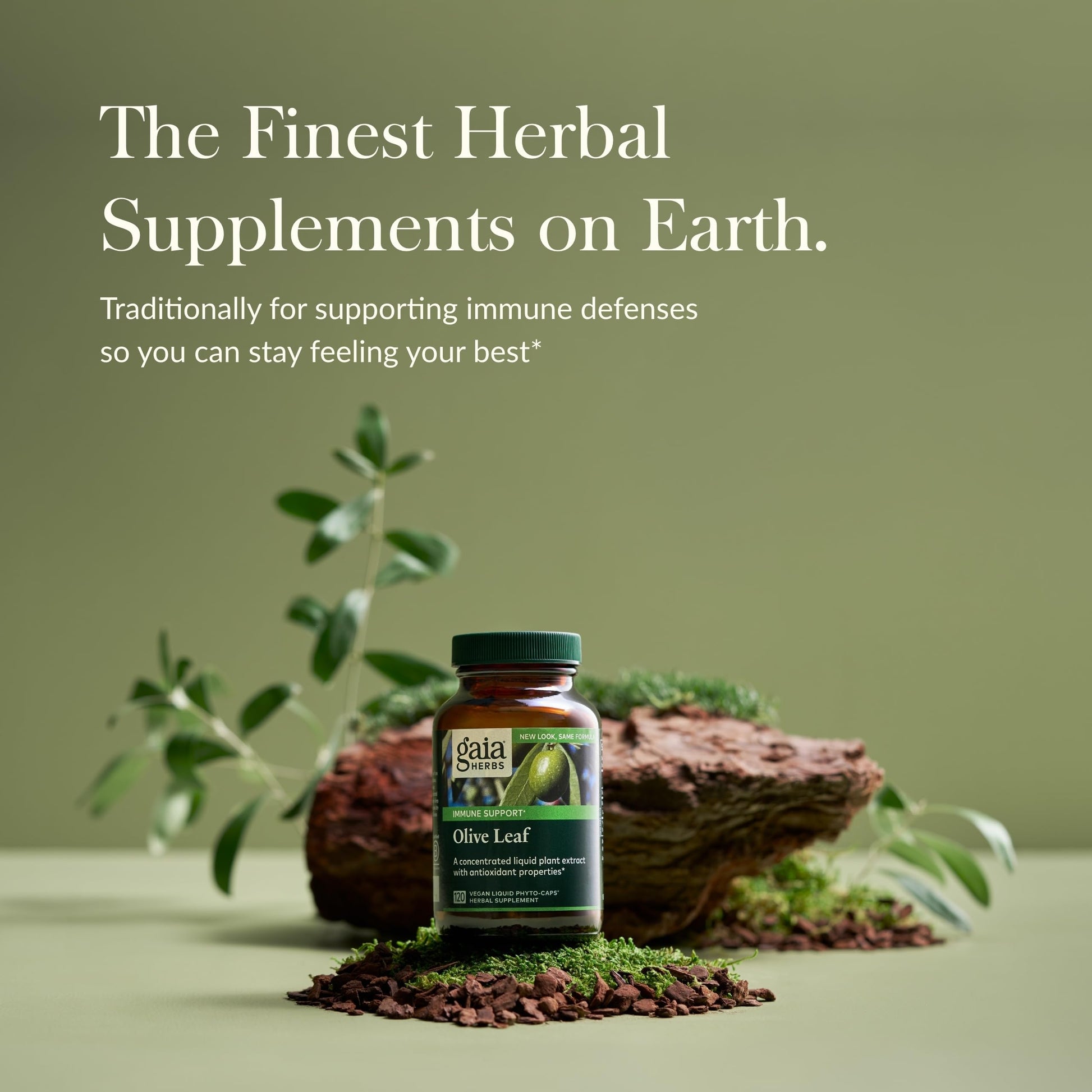 Gaia Herbs Olive Leaf - Traditional Immune Health Support - Immune System Supplement with Olive Leaf Extract and Oleuropein - 120 Vegan Liquid Phyto-Caps - Nirvana Guru