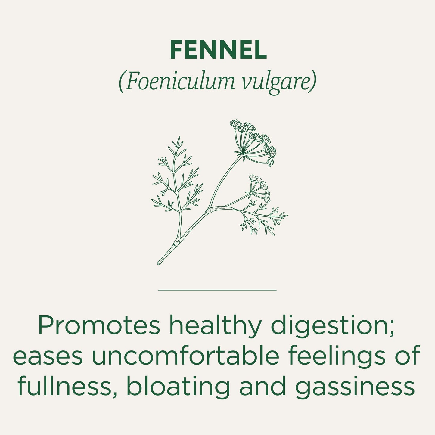 Traditional Medicinals Organic Fennel Tea, 16 Count - Nirvana Guru
