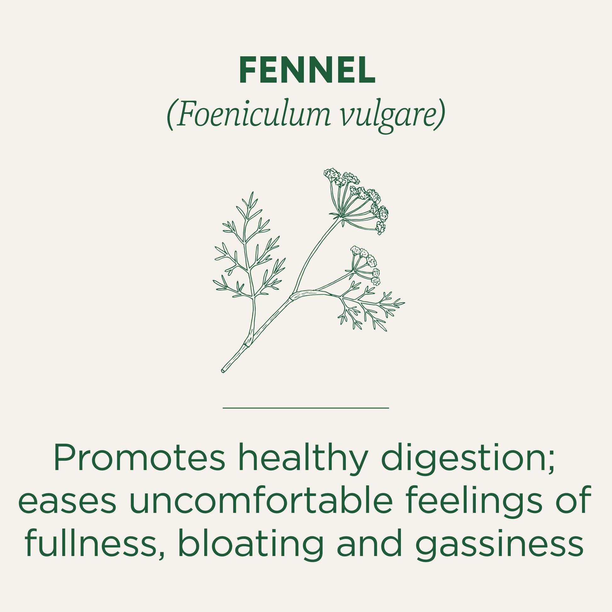 Traditional Medicinals Organic Fennel Tea, 16 Count - Nirvana Guru