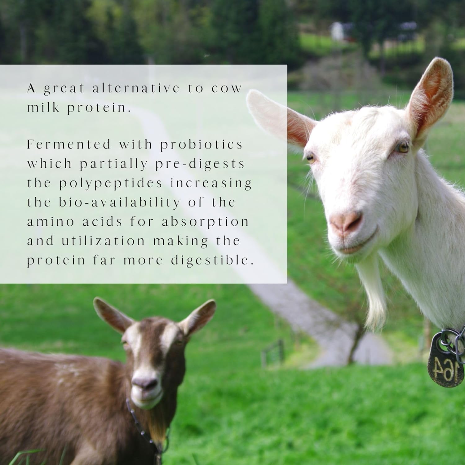 Mt. Capra Caprotein | Casein Protein Concentrate, Fermented Goat Milk Protein from Grass-Fed Pastured Goats, Extremely Easy to Digest | Vanilla Bean | 23 Servings - 16 oz - Nirvana Guru