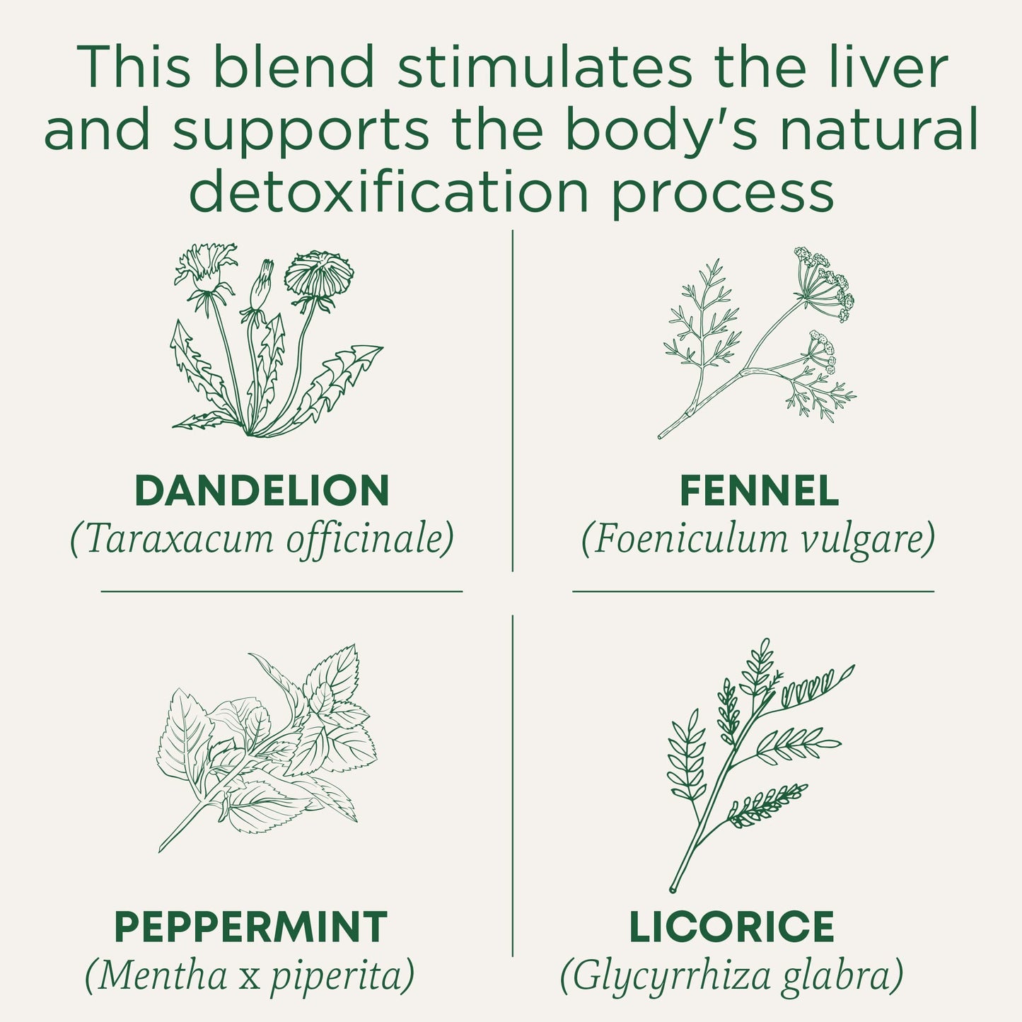 Traditional Medicinals Tea, Organic EveryDay Detox Dandelion, Supports Healthy Liver & Kidney Function, Detox, 16 Tea Bags - Nirvana Guru
