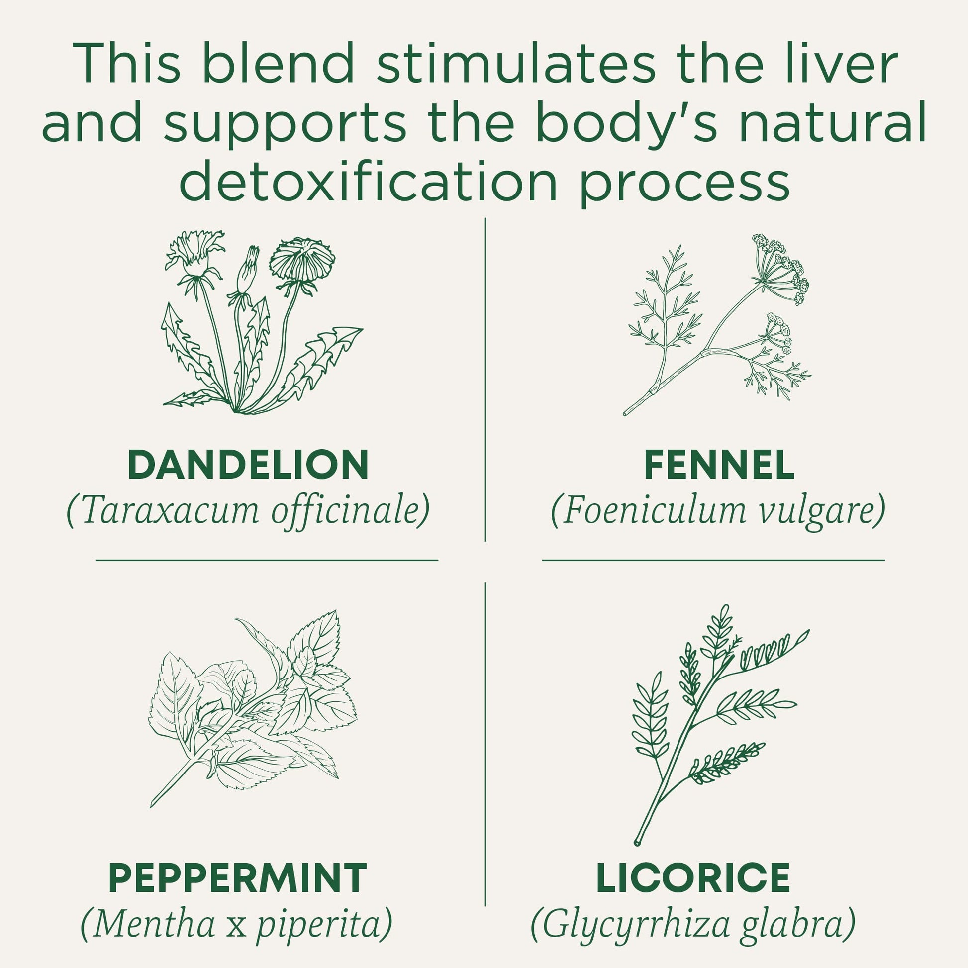 Traditional Medicinals Tea, Organic EveryDay Detox Dandelion, Supports Healthy Liver & Kidney Function, Detox, 16 Tea Bags - Nirvana Guru