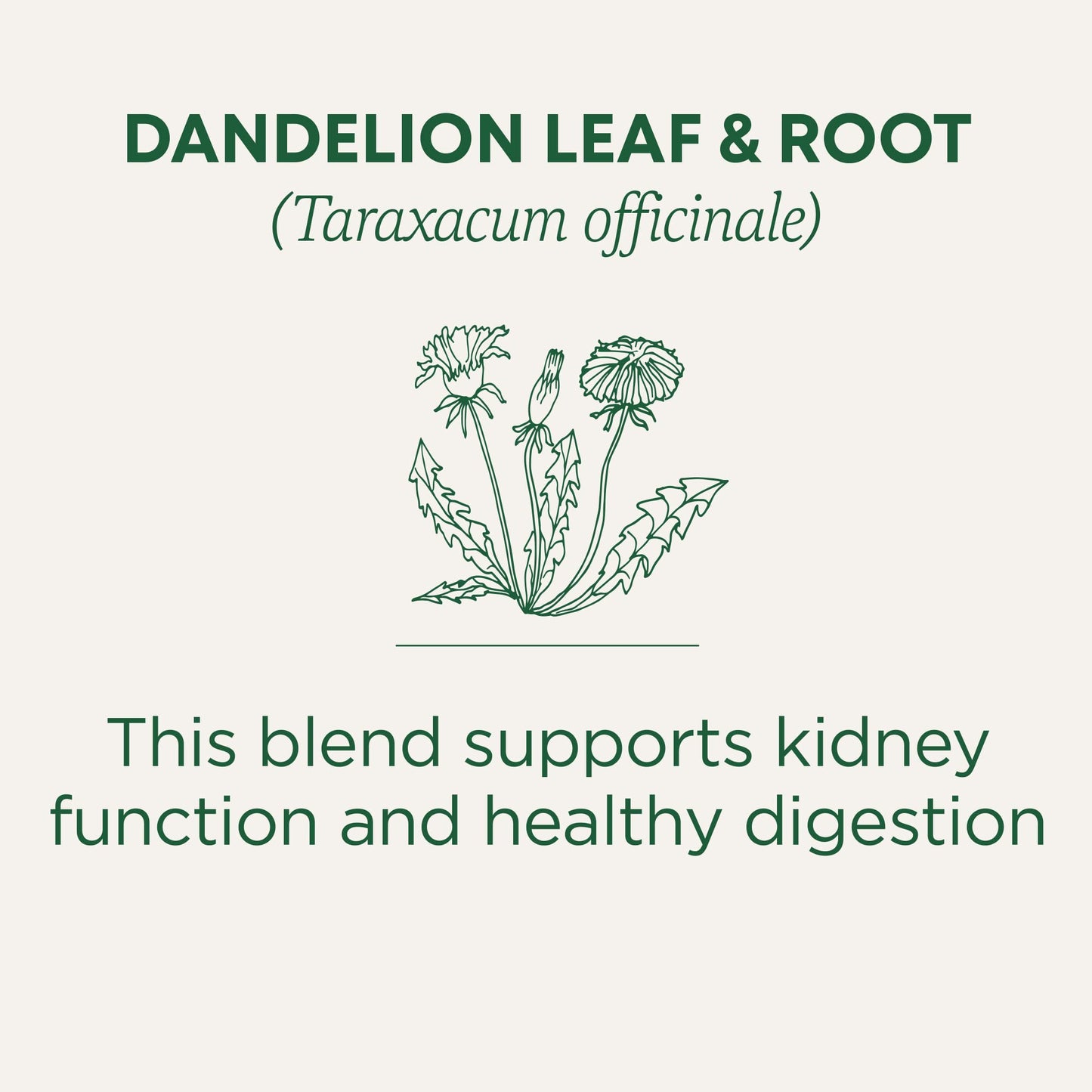 Traditional Medicinals Tea, Organic Roasted Dandelion Root, Supports Kidney Function & Healthy Digestion, 96 Tea Bags (6 Pack) - Nirvana Guru