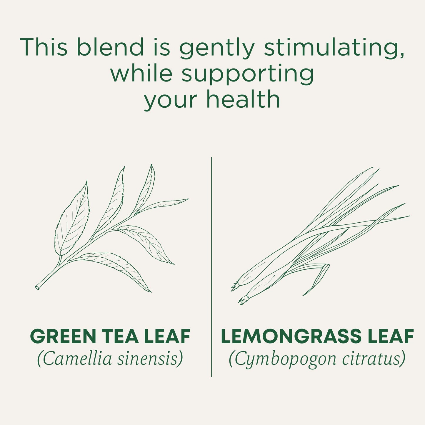 Traditional Medicinals Tea, Organic Green Tea Matcha, Genmaicha, Supports Health, 96 Tea Bags (6 Pack) - Nirvana Guru