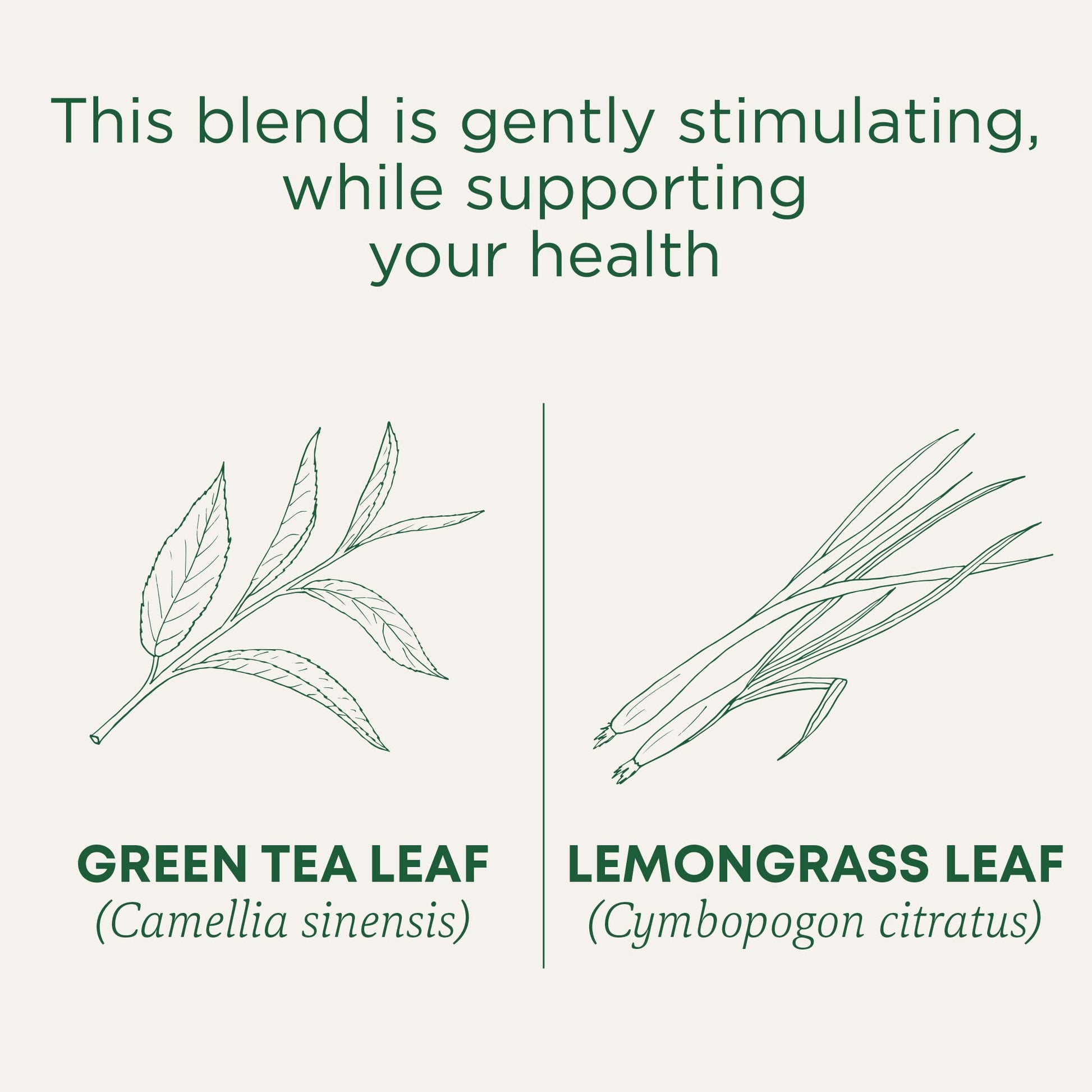 Traditional Medicinals Tea, Organic Green Tea Matcha, Genmaicha, Supports Health, 96 Tea Bags (6 Pack) - Nirvana Guru