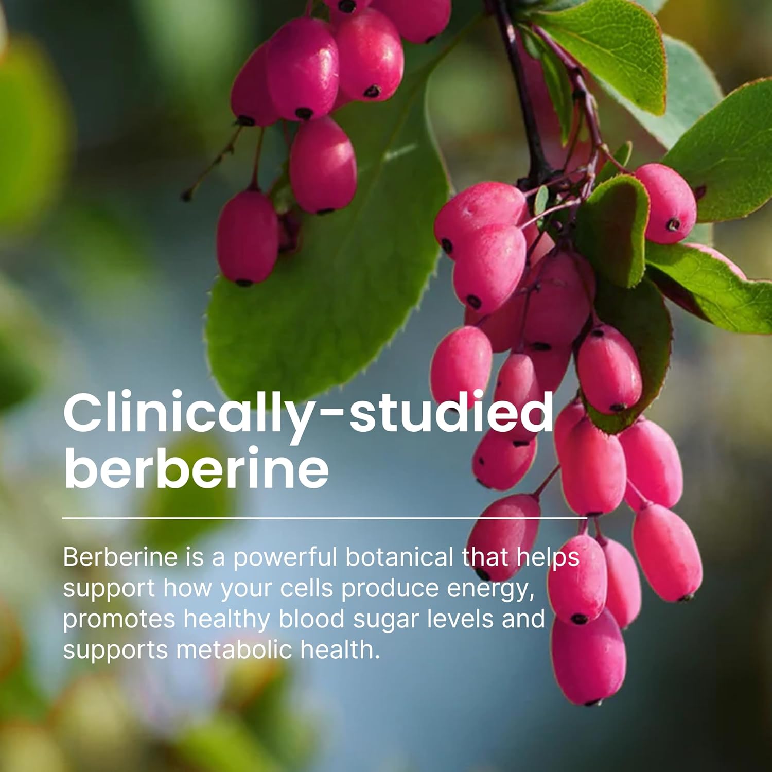 HumanN SuperBerine Berberine Supplement - Cholesterol & Metabolic Clinically Researched Support - High Absorbency Formula with Olive Leaf Extract - 30 Capsules - Nirvana Guru