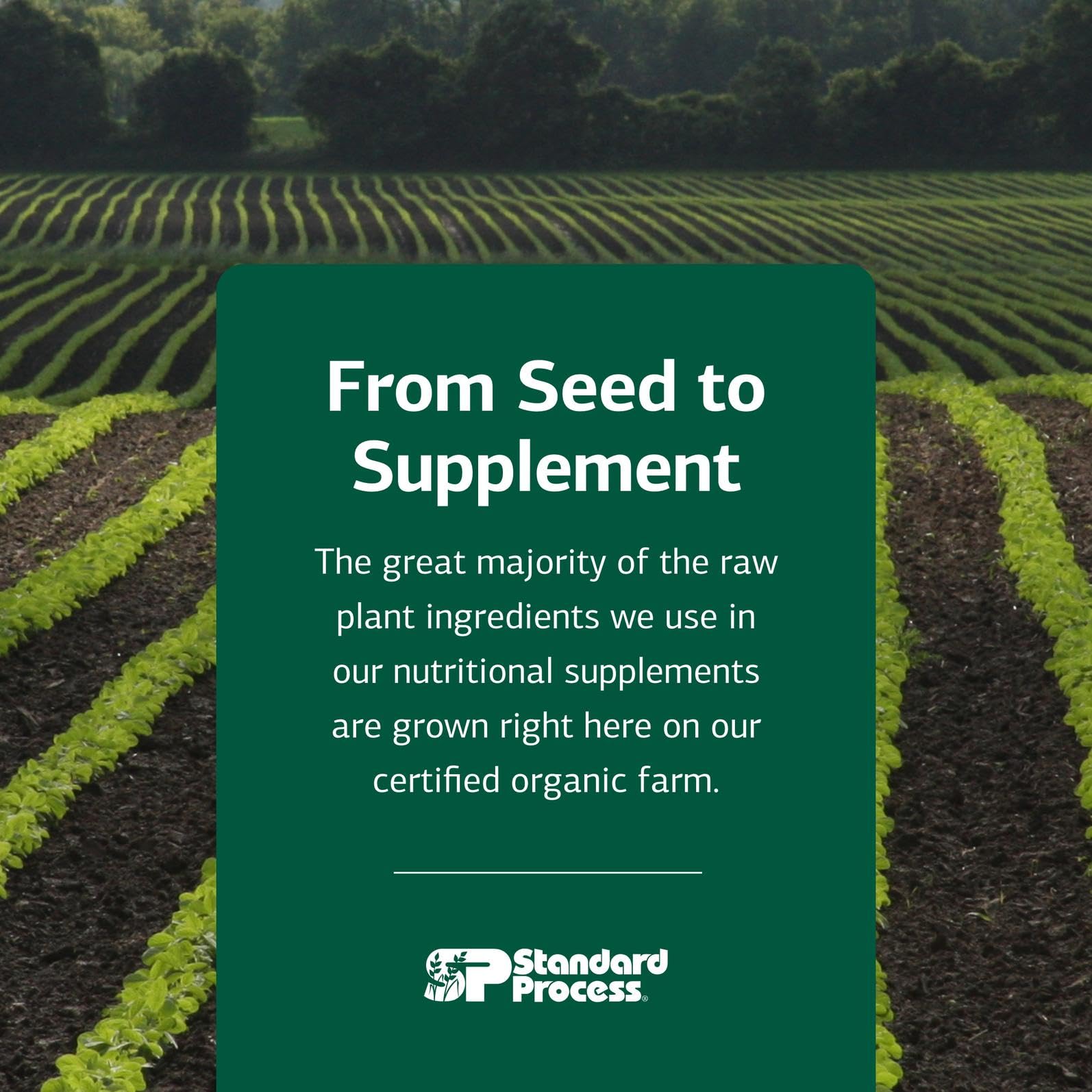 Standard Process Catalyn - Whole-Food Based Foundational Support for General Wellbeing with Vitamins D, C, A & B6, Thiamine, Riboflavin, Magnesium Citrate & More - 90 Tablets Nirvana Guru