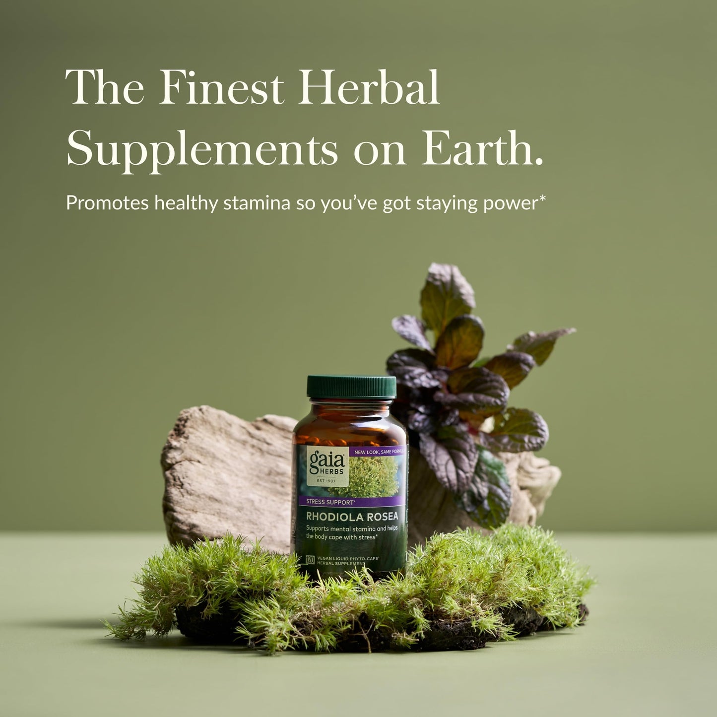 Gaia Herbs Rhodiola Rosea - Stress Support Supplement Traditionally for Supporting Healthy Stamina and Endurance - with Siberian Rhodiola Root Extract - 60 Vegan Liquid Phyto-Capsules (30-Day Supply) - Nirvana Guru