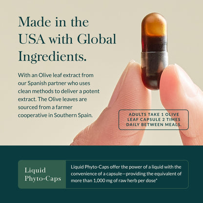 Gaia Herbs Olive Leaf - Traditional Immune Health Support - Immune System Supplement with Olive Leaf Extract and Oleuropein - 120 Vegan Liquid Phyto-Caps - Nirvana Guru