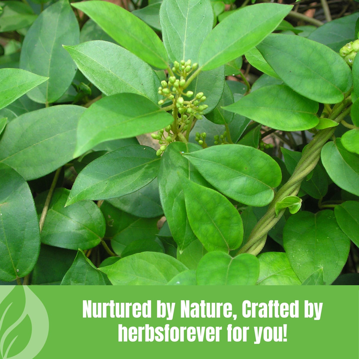 Gurmar Powder Leaves Powder Gymnema Sylvestre Support Healthy Sweet Level Non GMO, Organic, Vegan 230 GMS Nirvana Guru