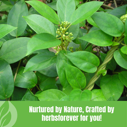 Gurmar Powder Leaves Powder Gymnema Sylvestre Support Healthy Sweet Level Non GMO, Organic, Vegan 230 GMS Nirvana Guru