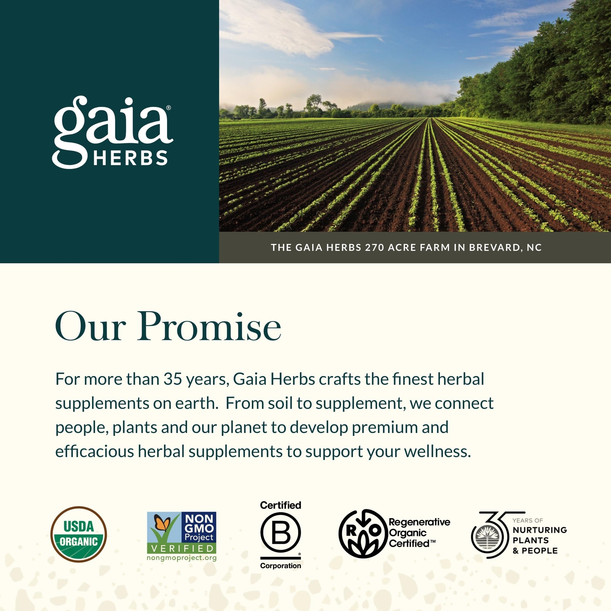 Gaia Herbs Olive Leaf - Traditional Immune Health Support - Immune System Supplement with Olive Leaf Extract and Oleuropein - 120 Vegan Liquid Phyto-Caps - Nirvana Guru
