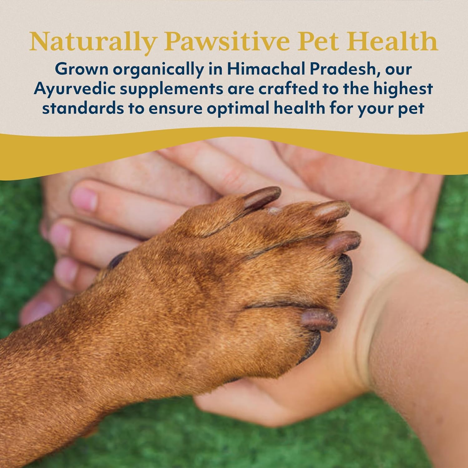 Ayush Pet Stress Support Ashwagandha Drops, Calm and Focus for Dogs or Cats, Alcohol Free Supplement, 2 oz. Nirvana Guru