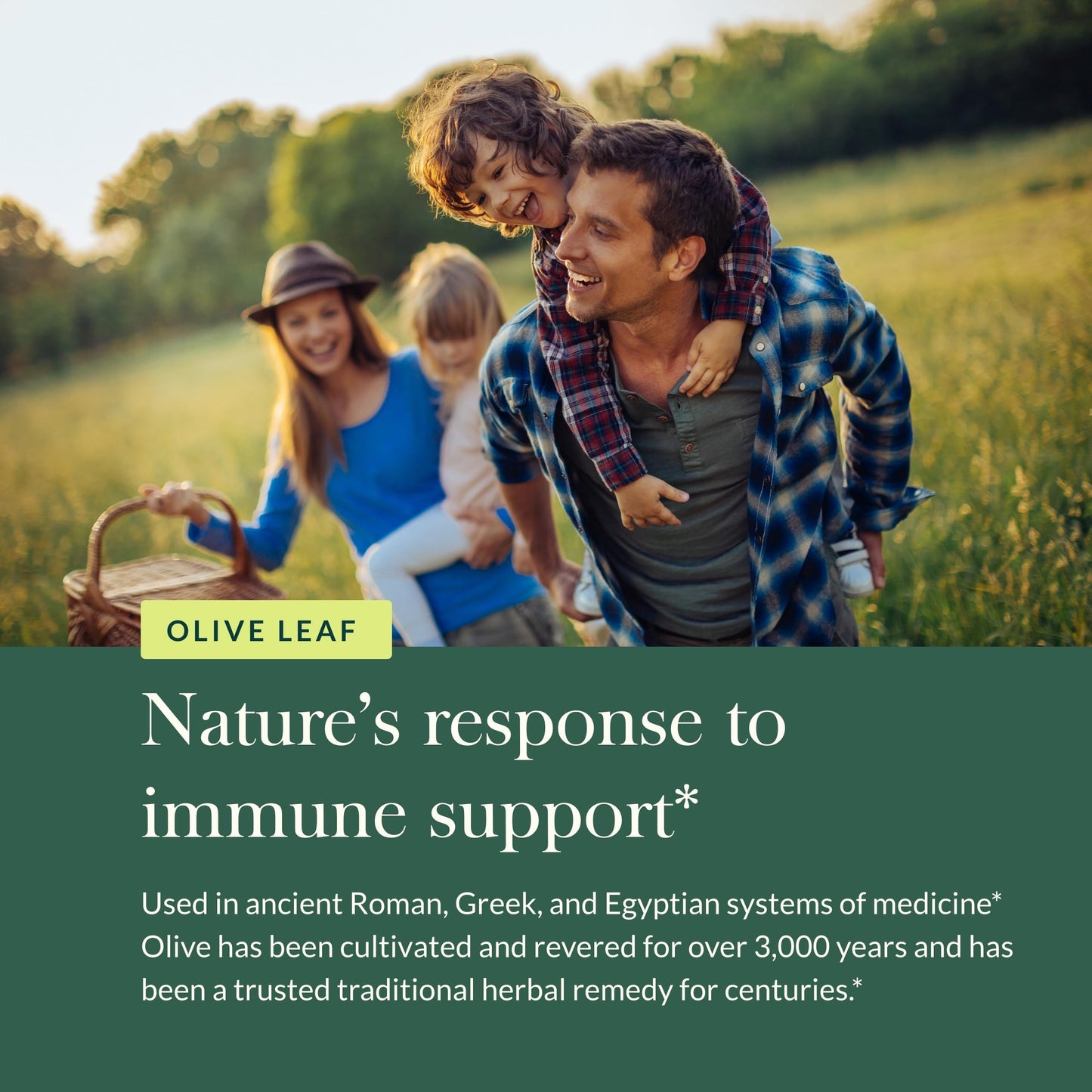 Gaia Herbs Olive Leaf - Traditional Immune Health Support - Immune System Supplement with Olive Leaf Extract and Oleuropein - 120 Vegan Liquid Phyto-Caps - Nirvana Guru