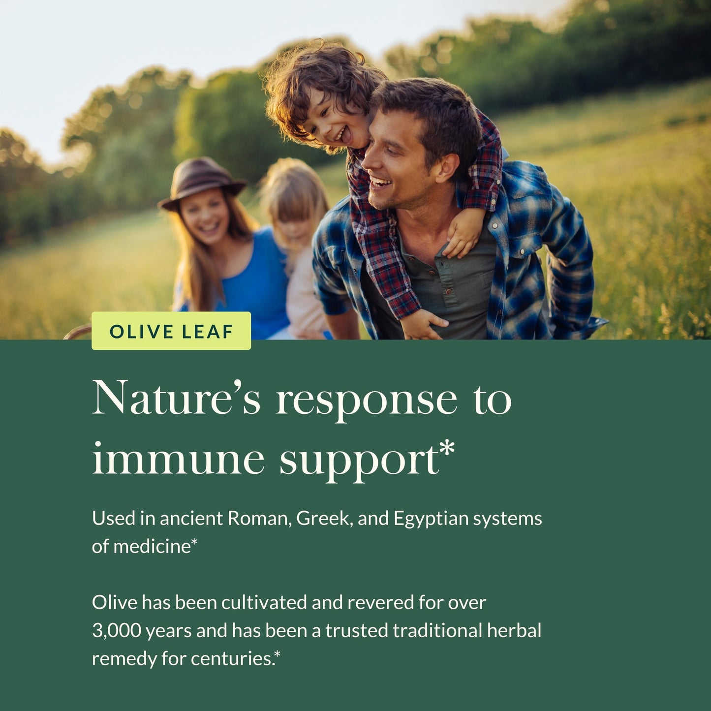 Gaia Herbs Olive Leaf - Traditional Immune Health Support - Immune System Supplement with Olive Leaf Extract and Oleuropein - 120 Vegan Liquid Phyto-Caps - Nirvana Guru