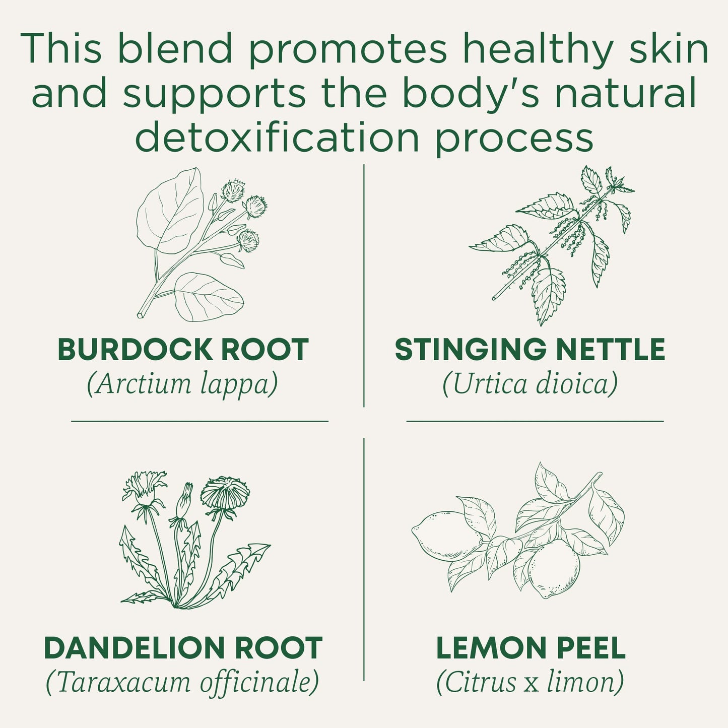 Traditional Medicinals Tea, Organic Everyday Detox Lemon, Supports Healthy Skin & Liver Function, Detox, 16 Tea Bags - Nirvana Guru