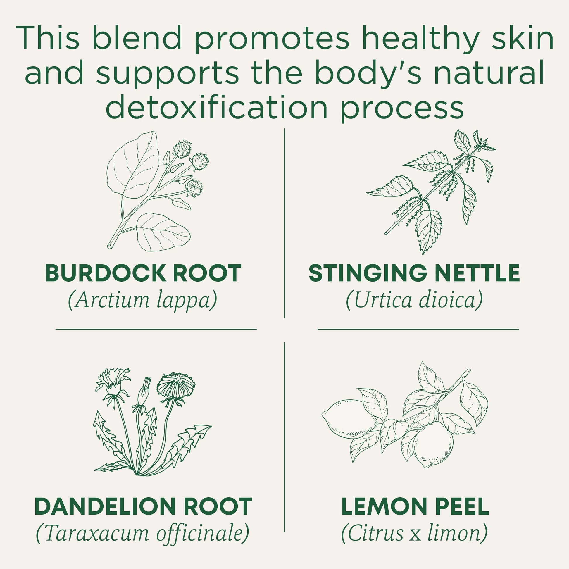 Traditional Medicinals Tea, Organic Everyday Detox Lemon, Supports Healthy Skin & Liver Function, Detox, 16 Tea Bags - Nirvana Guru