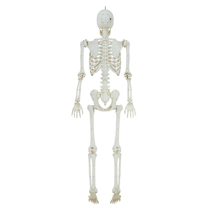 5ft Light Up Poseable Skeleton Decoration, Halloween Outdoor Decor, by Way To Celebrate nirvanaguru